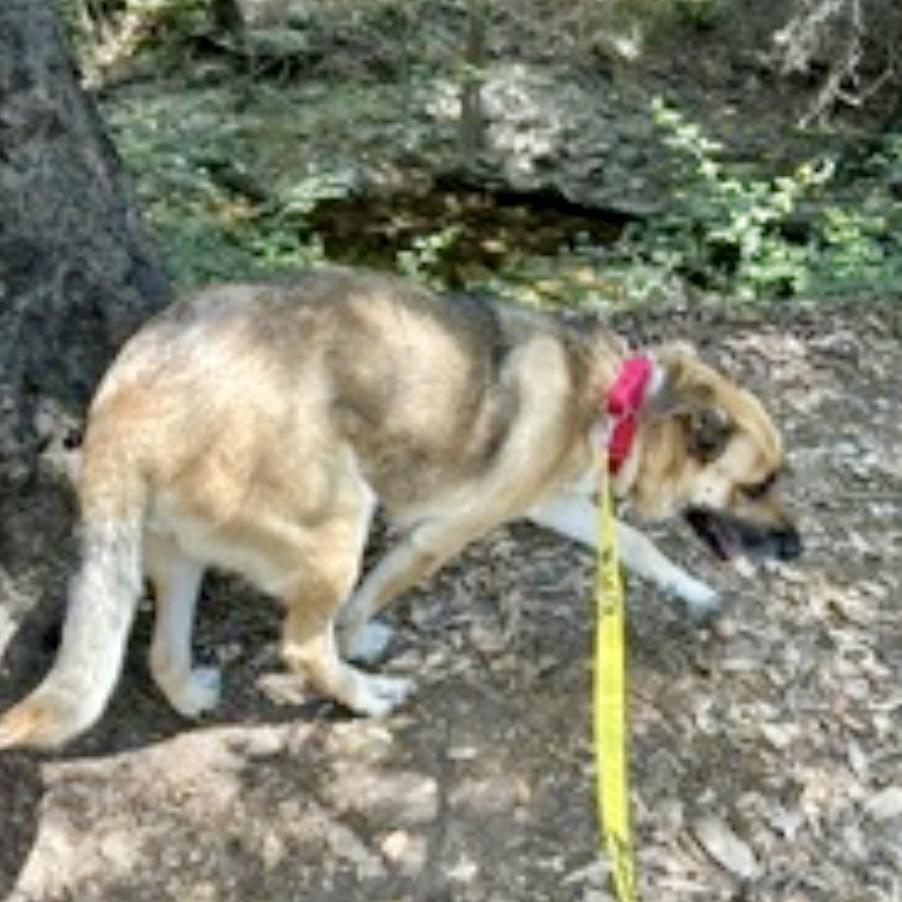 Tippy*, a Adoptable German Shepherd Dog in San Gabriel, CA image 6/6