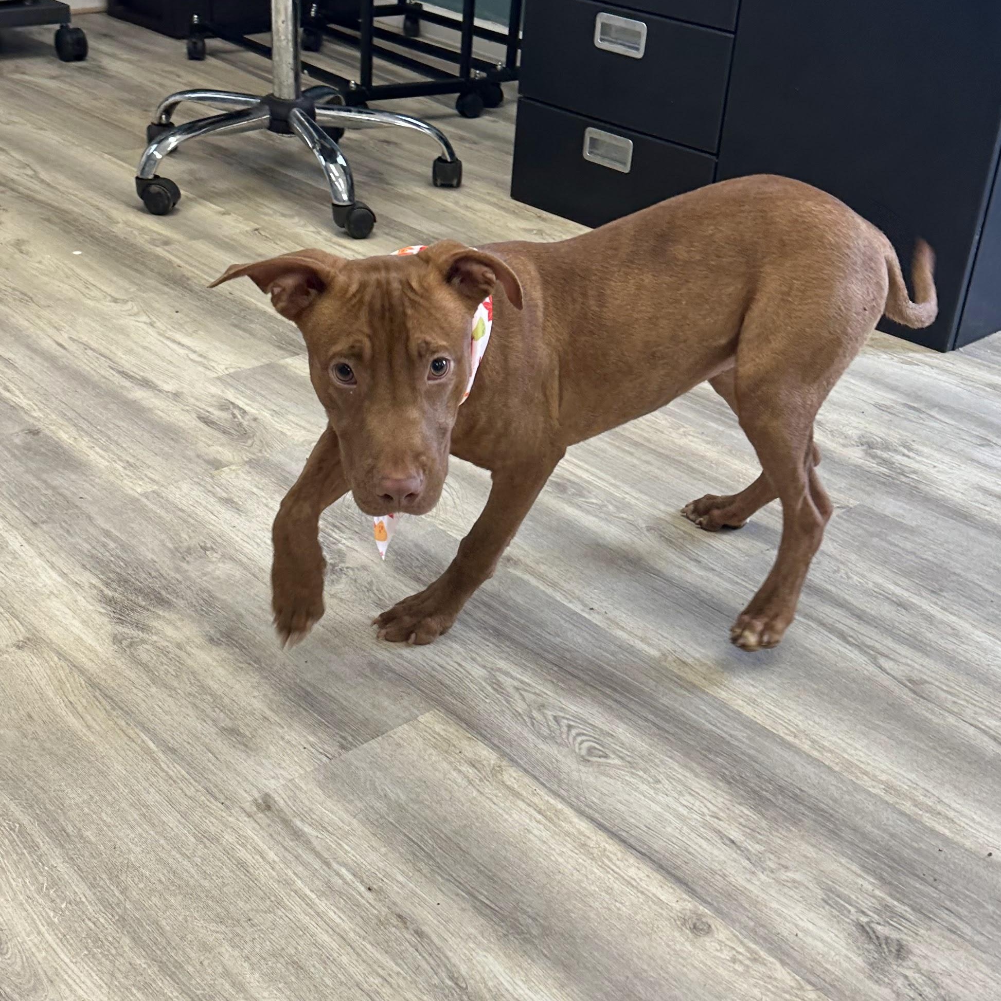 Enlarge Flower, a ADOPTABLE Mixed Breed in PHILADELPHIA, TN image 2/2