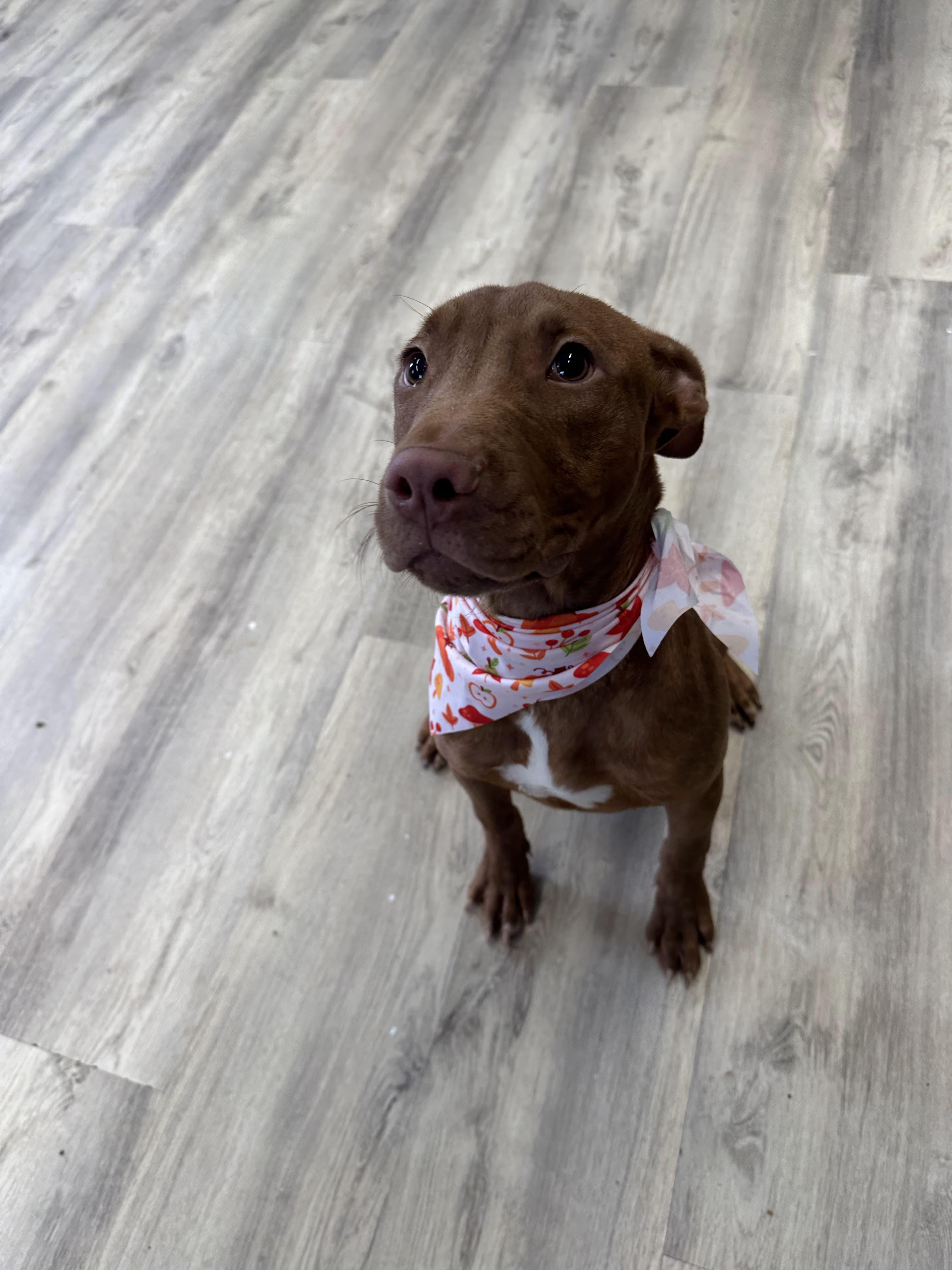 Enlarge Flower, a ADOPTABLE Mixed Breed in PHILADELPHIA, TN image 1/2