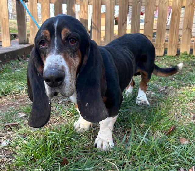 Enlarge Beau Bug, an adopted Basset Hound in Woburn, MA image 4/5