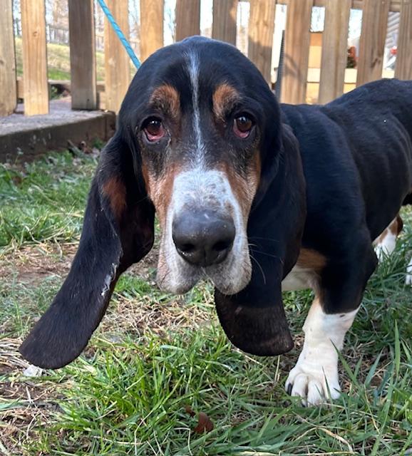 Enlarge Beau Bug, an adopted Basset Hound in Woburn, MA image 1/5
