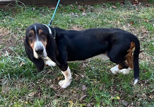 Enlarge Beau Bug, an adopted Basset Hound in Woburn, MA image 5/5