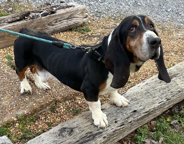 Enlarge Beau Bug, an adopted Basset Hound in Woburn, MA image 2/5