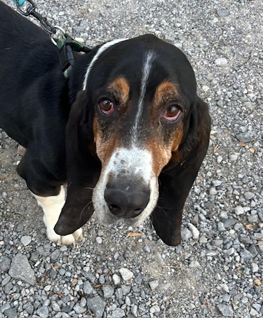 Enlarge Beau Bug, an adopted Basset Hound in Woburn, MA image 3/5