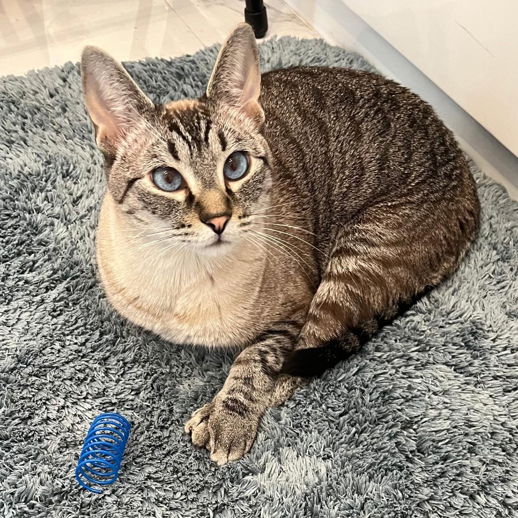 Opal IV 21-056, Adoptable, Adult Male Domestic Short Hair.