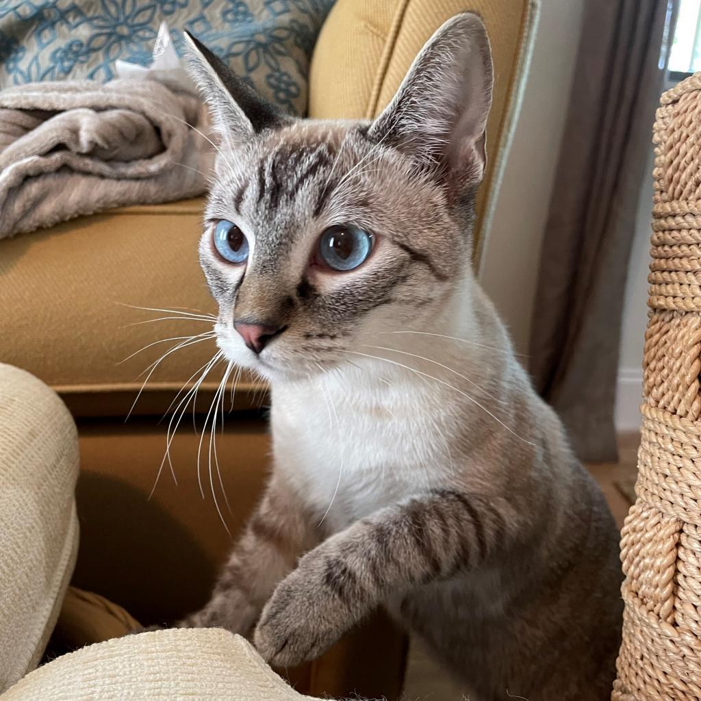 Enlarge Opal IV 21-056, a Adoptable Domestic Short Hair in Little Rock, AR image 2/3