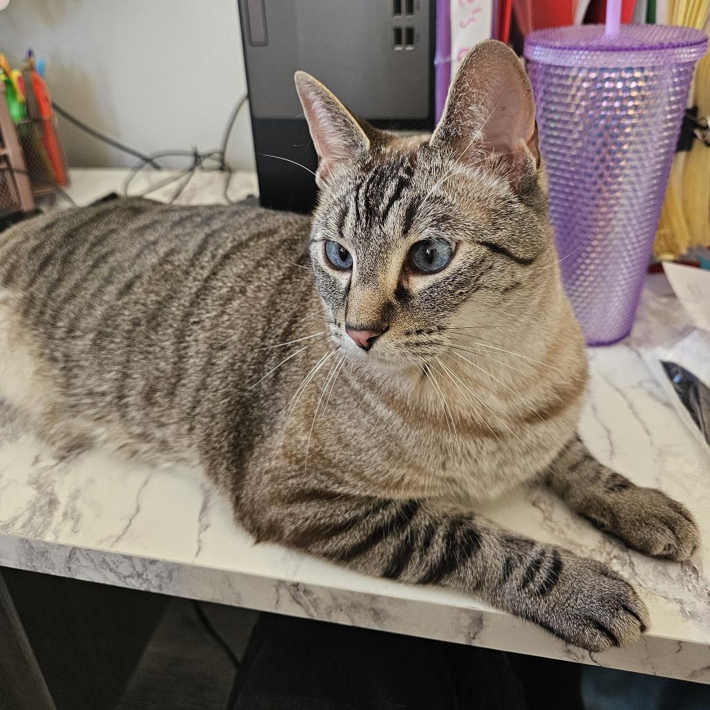 Enlarge Opal IV 21-056, a Adoptable Domestic Short Hair in Little Rock, AR image 3/5