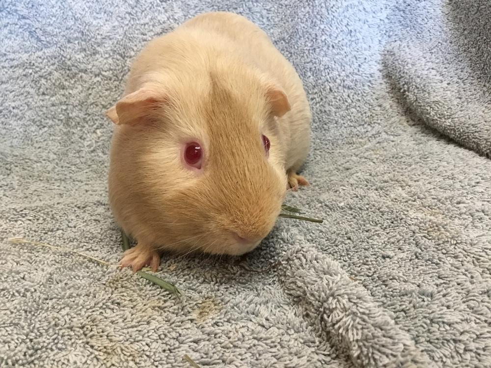 Rental ( Bonded to Stern), a Adoptable Guinea Pig in San Diego, CA image 1/4