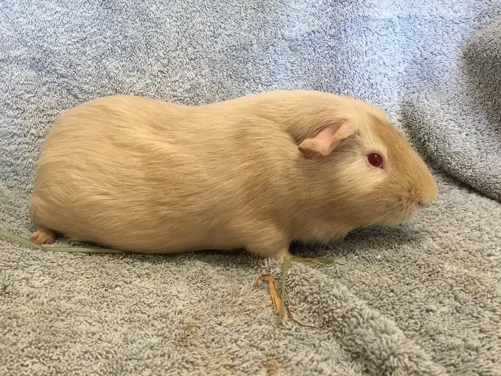 Rental ( Bonded to Stern), a Adoptable Guinea Pig in San Diego, CA image 2/4