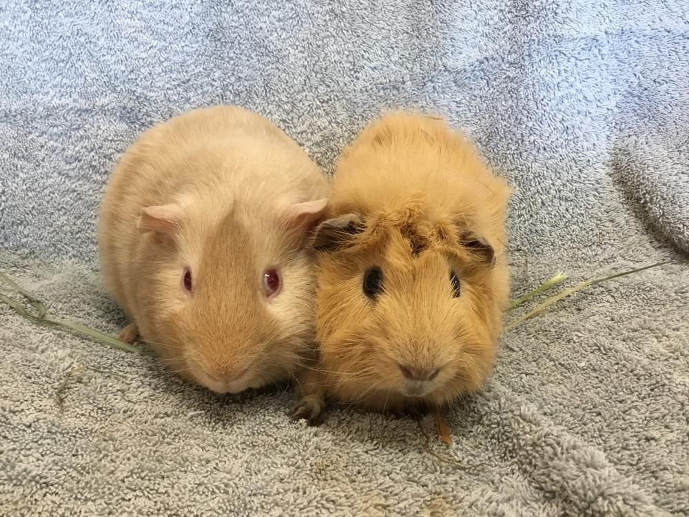 Rental ( Bonded to Stern), a Adoptable Guinea Pig in San Diego, CA image 3/4