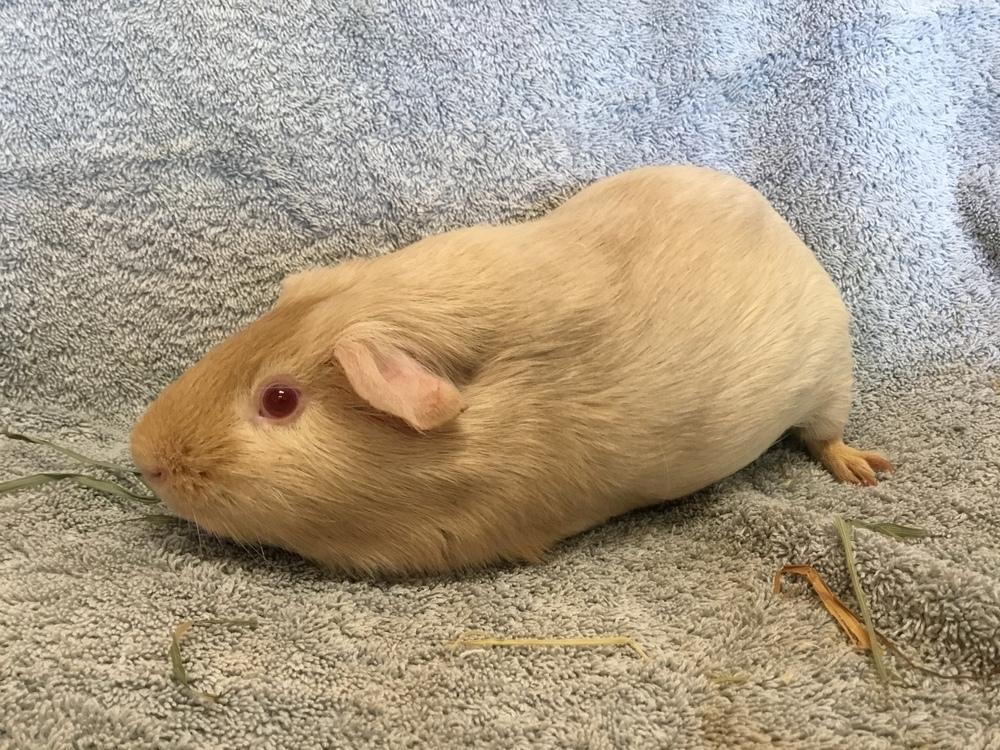 Rental ( Bonded to Stern), a Adoptable Guinea Pig in San Diego, CA image 4/4