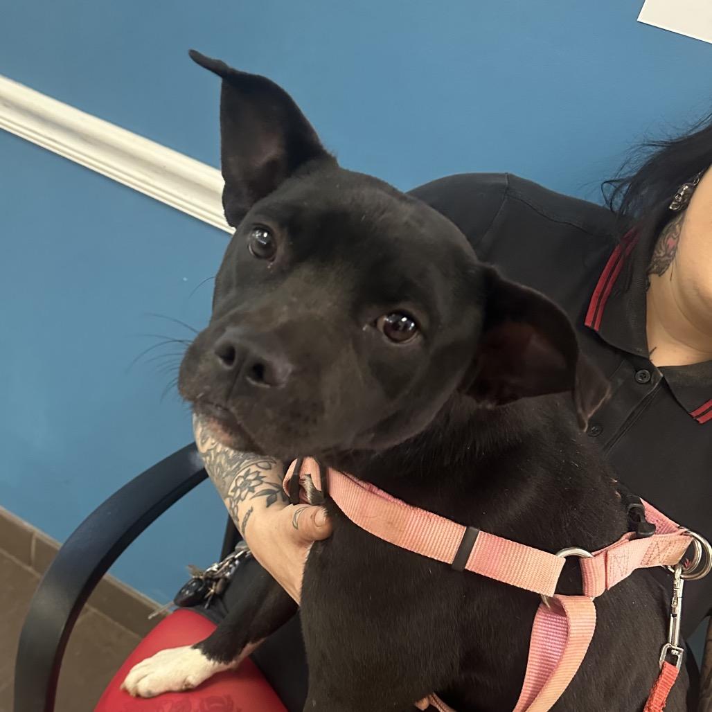 Pumpkin Spice 4223 — thumbnail 3