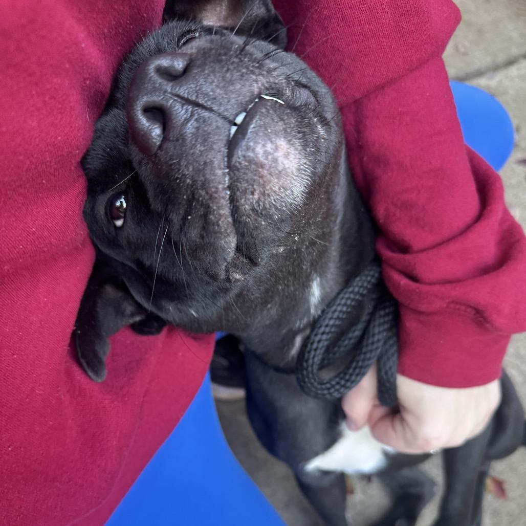 Pumpkin Spice 4223 — thumbnail 4