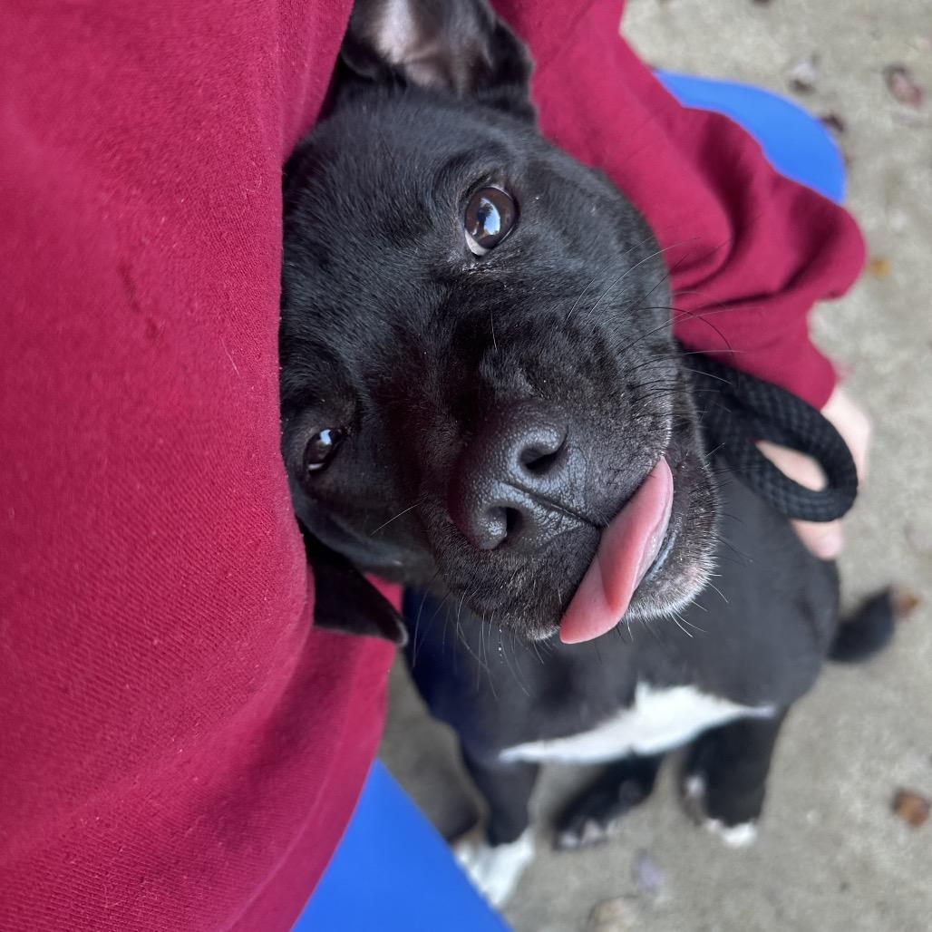 Pumpkin Spice 4223 — thumbnail 5