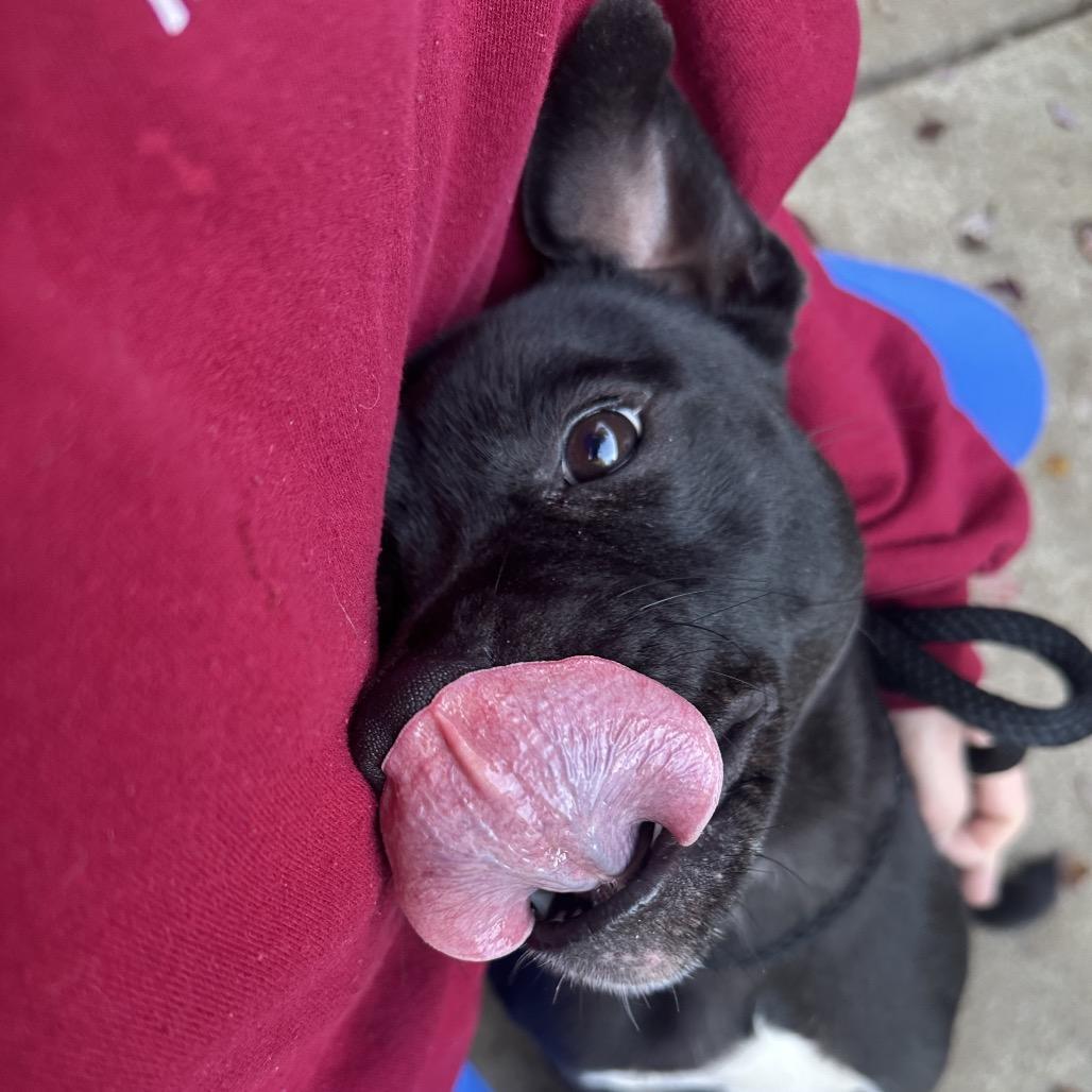 Pumpkin Spice 4223 — thumbnail 6