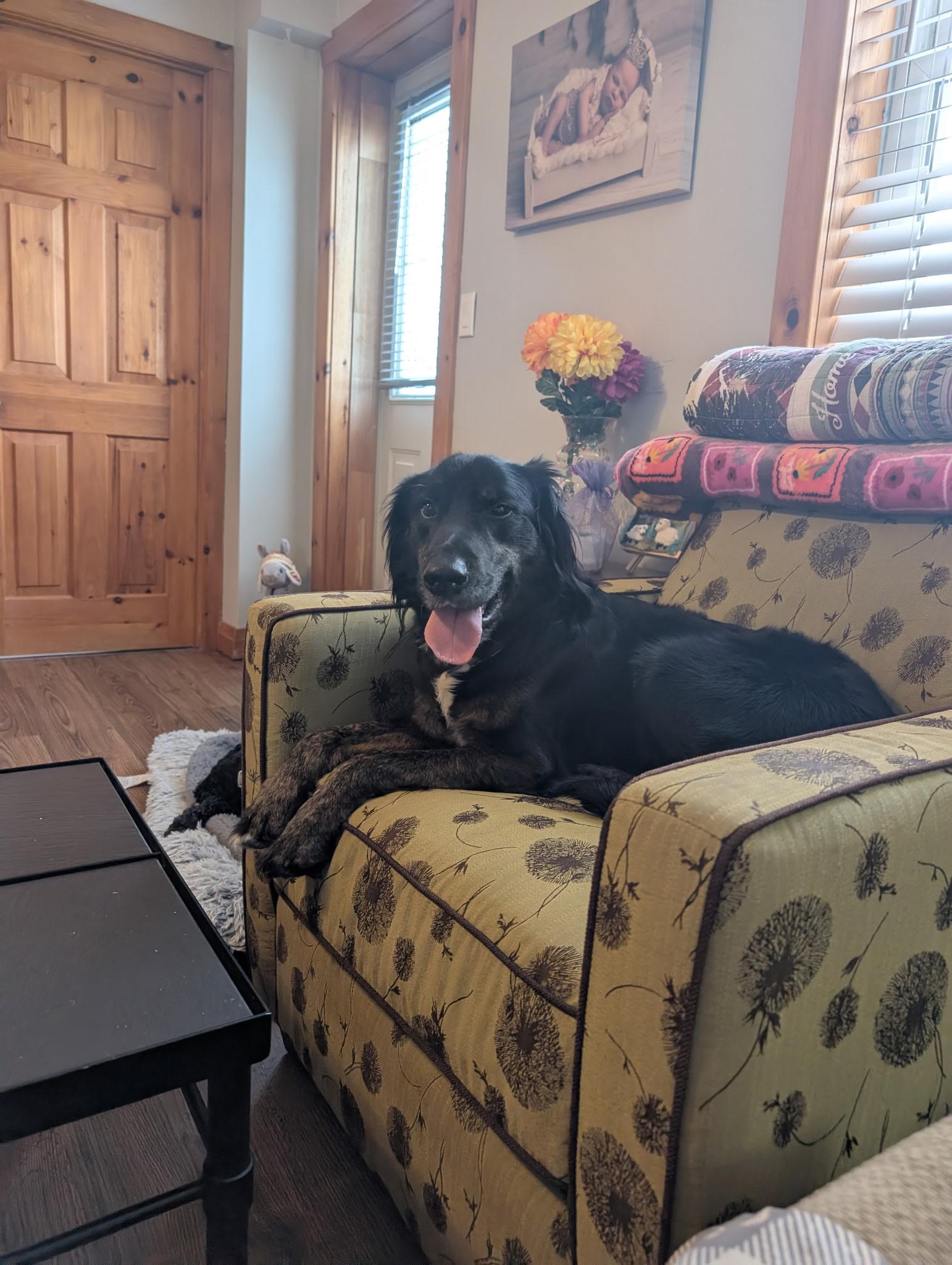 Marston, an adopted Mixed Breed in Owen Sound, ON image 2/3