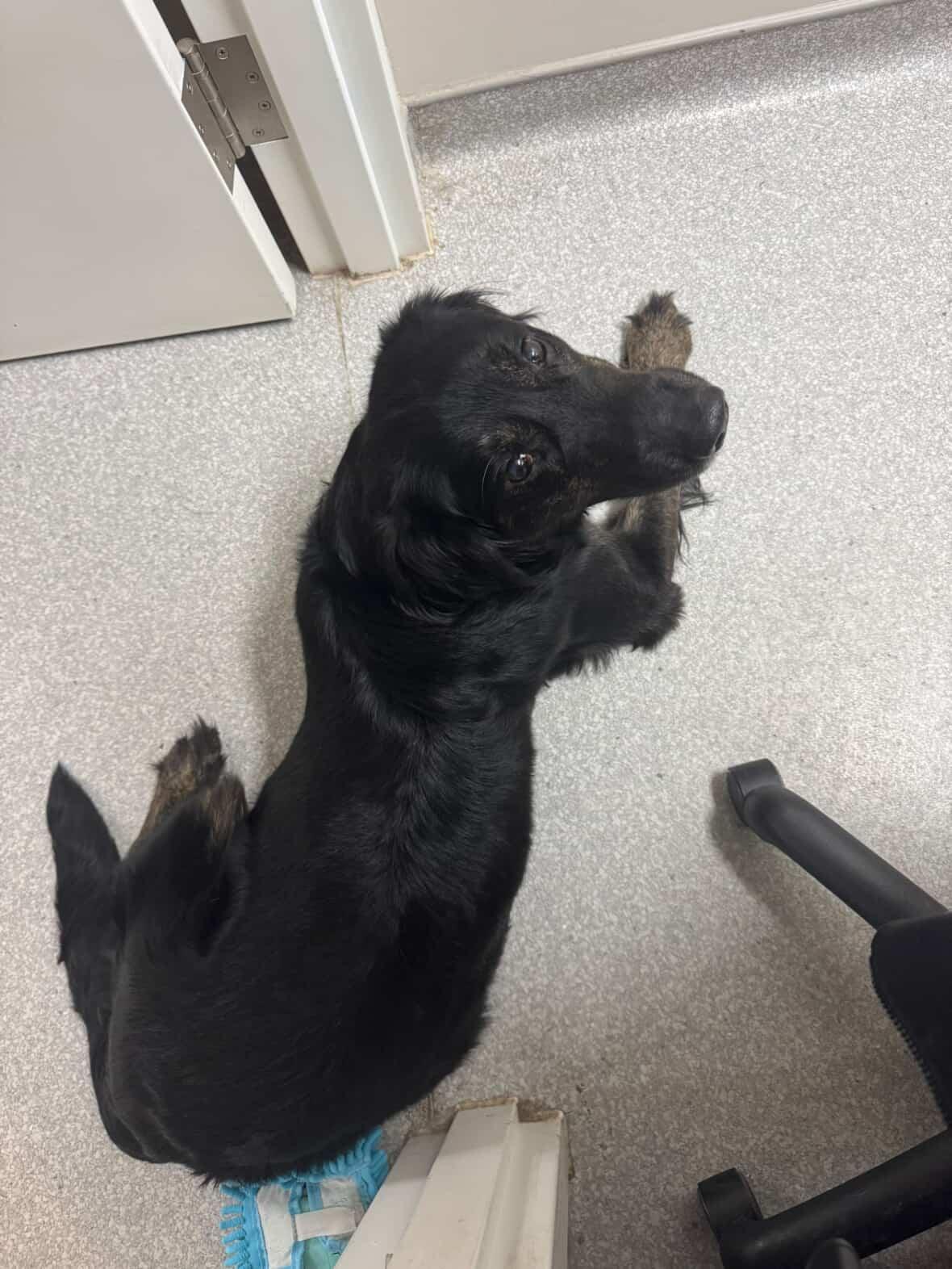 Marston, an adopted Mixed Breed in Owen Sound, ON image 3/3