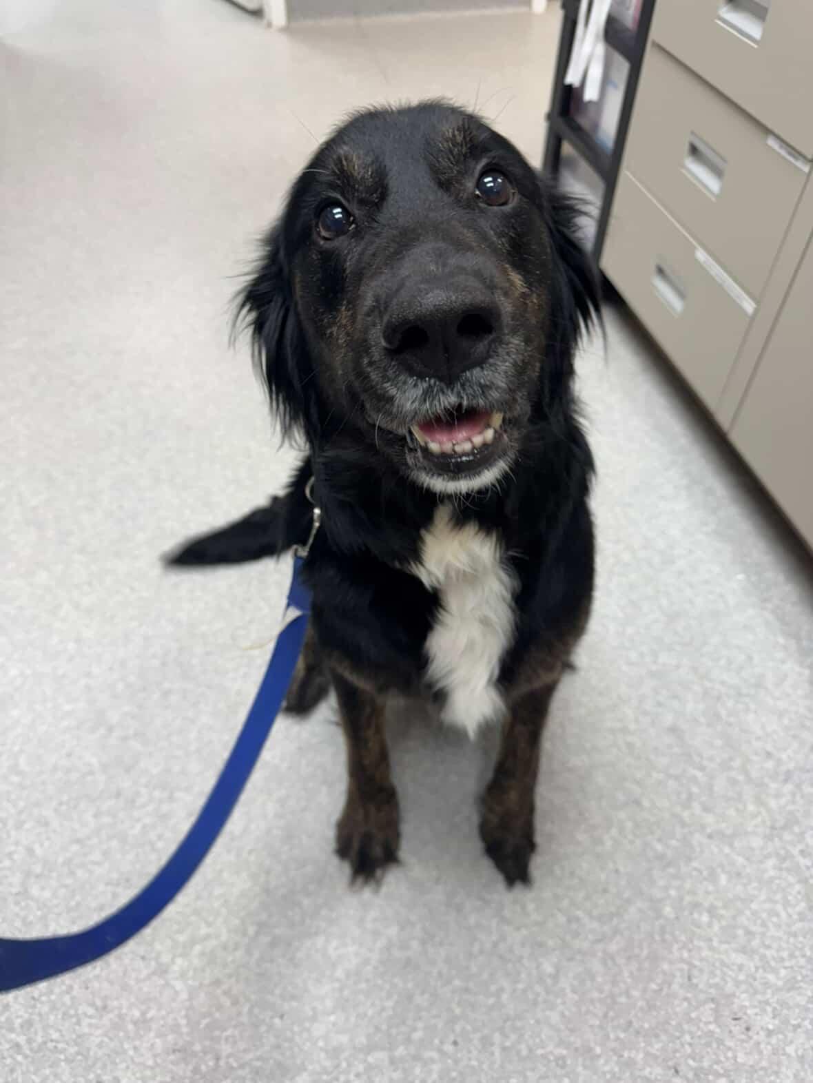 Marston, an adopted Mixed Breed in Owen Sound, ON image 1/3