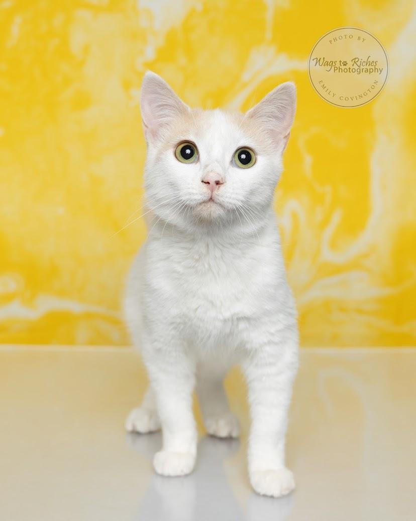 Enlarge Twix - Bonded with Buzz, a Adoptable mixed breed in Tuscaloosa, AL image 4/6
