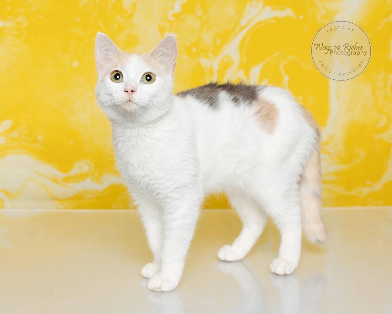 Twix - Bonded with Buzz, Adoptable, Kitten Female Domestic Short Hair & Calico.