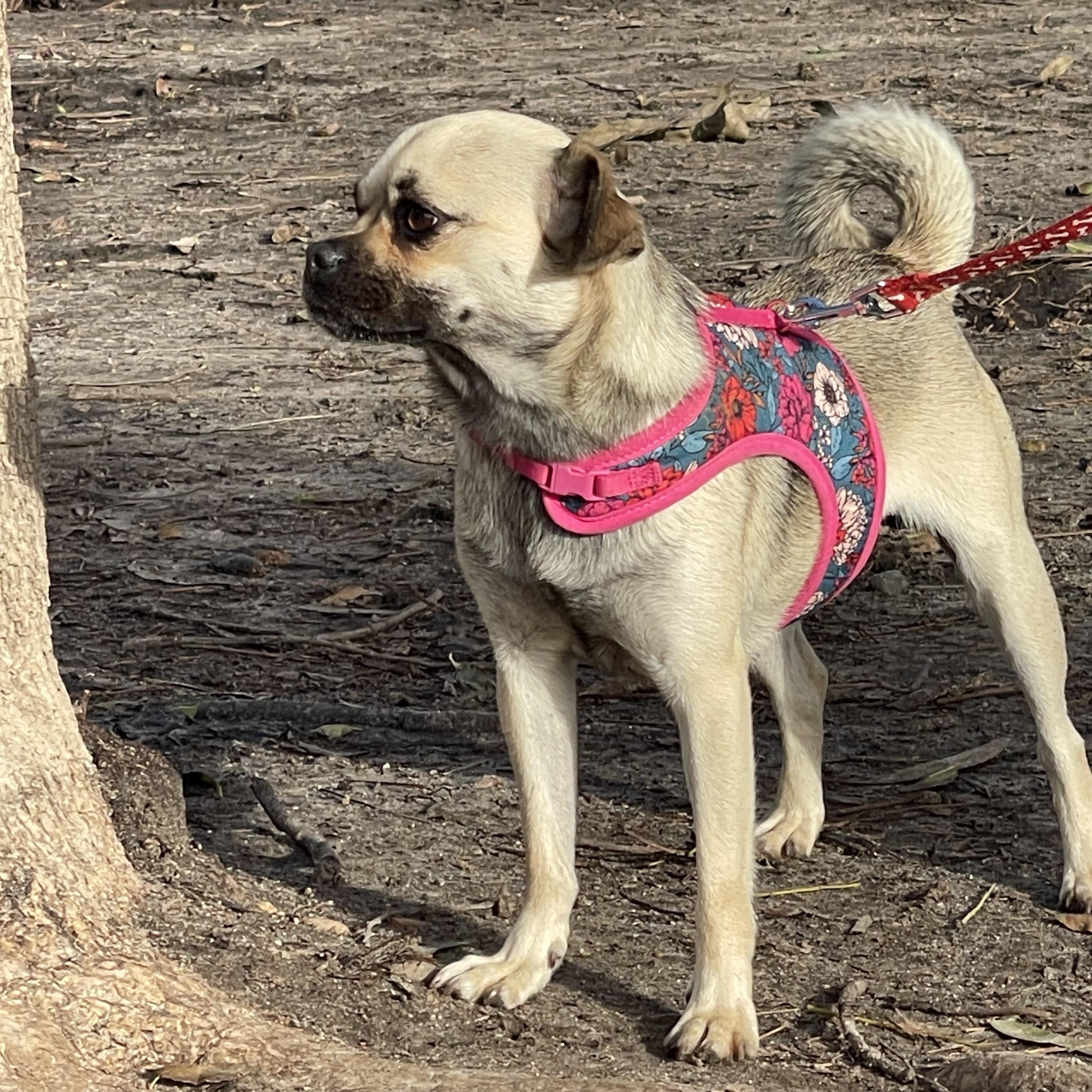 Enlarge ANAHI 3 yrs 15 lbs, a Adoptable mixed breed in san diego, CA image 6/6