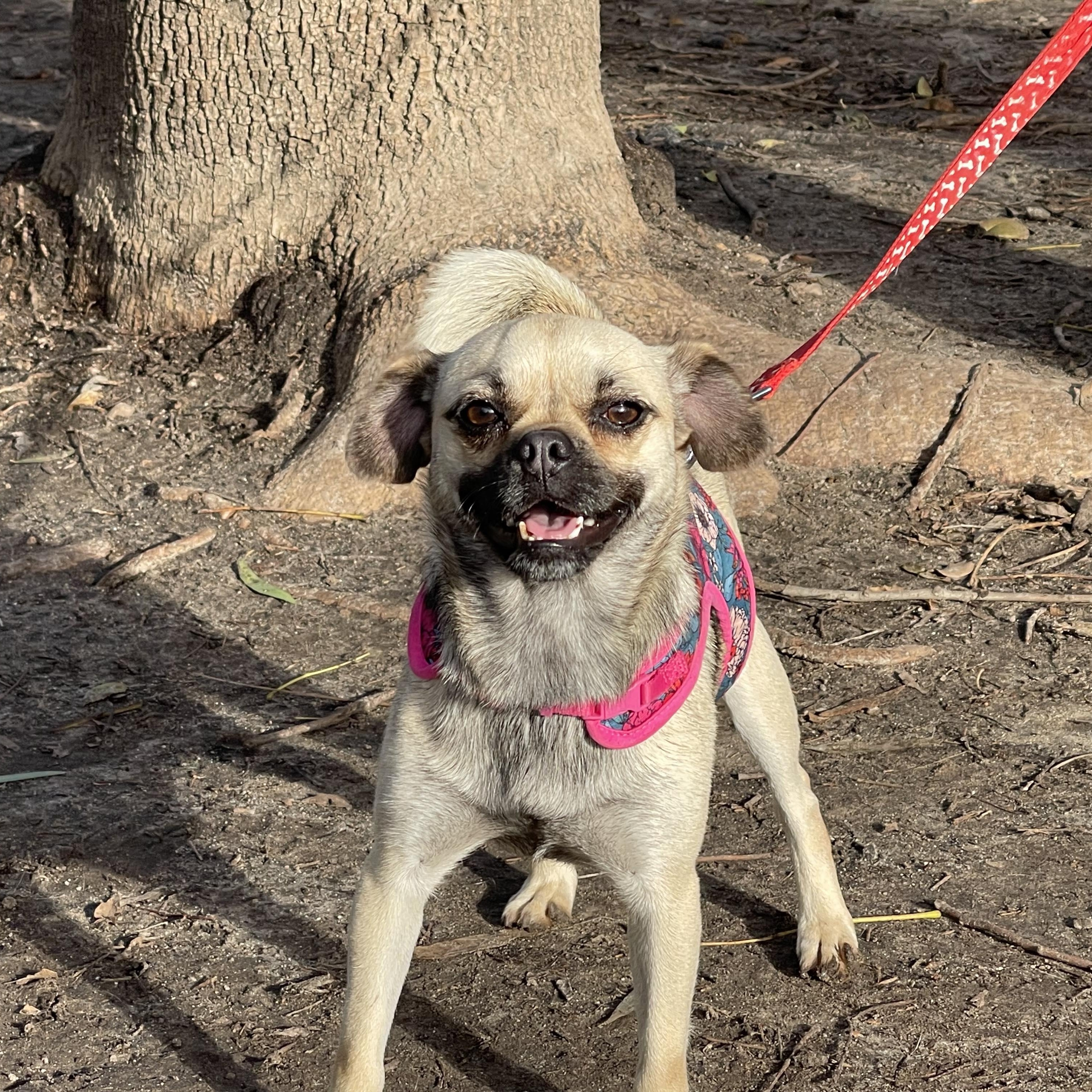 Enlarge ANAHI 3 yrs 15 lbs, a Adoptable mixed breed in san diego, CA image 4/6