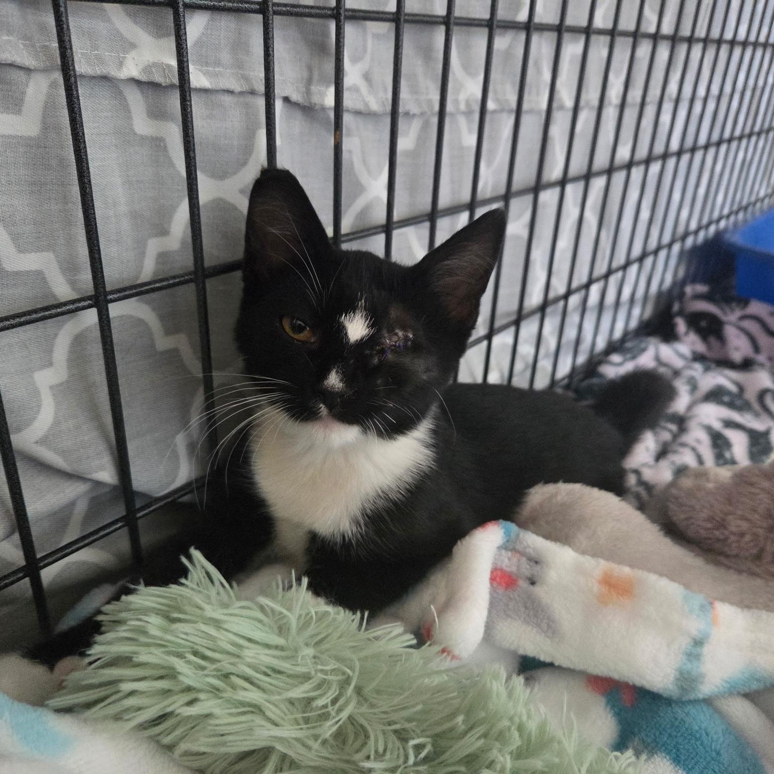 Penny, a Adoptable Domestic Medium Hair in Wilton, CA image 4/6