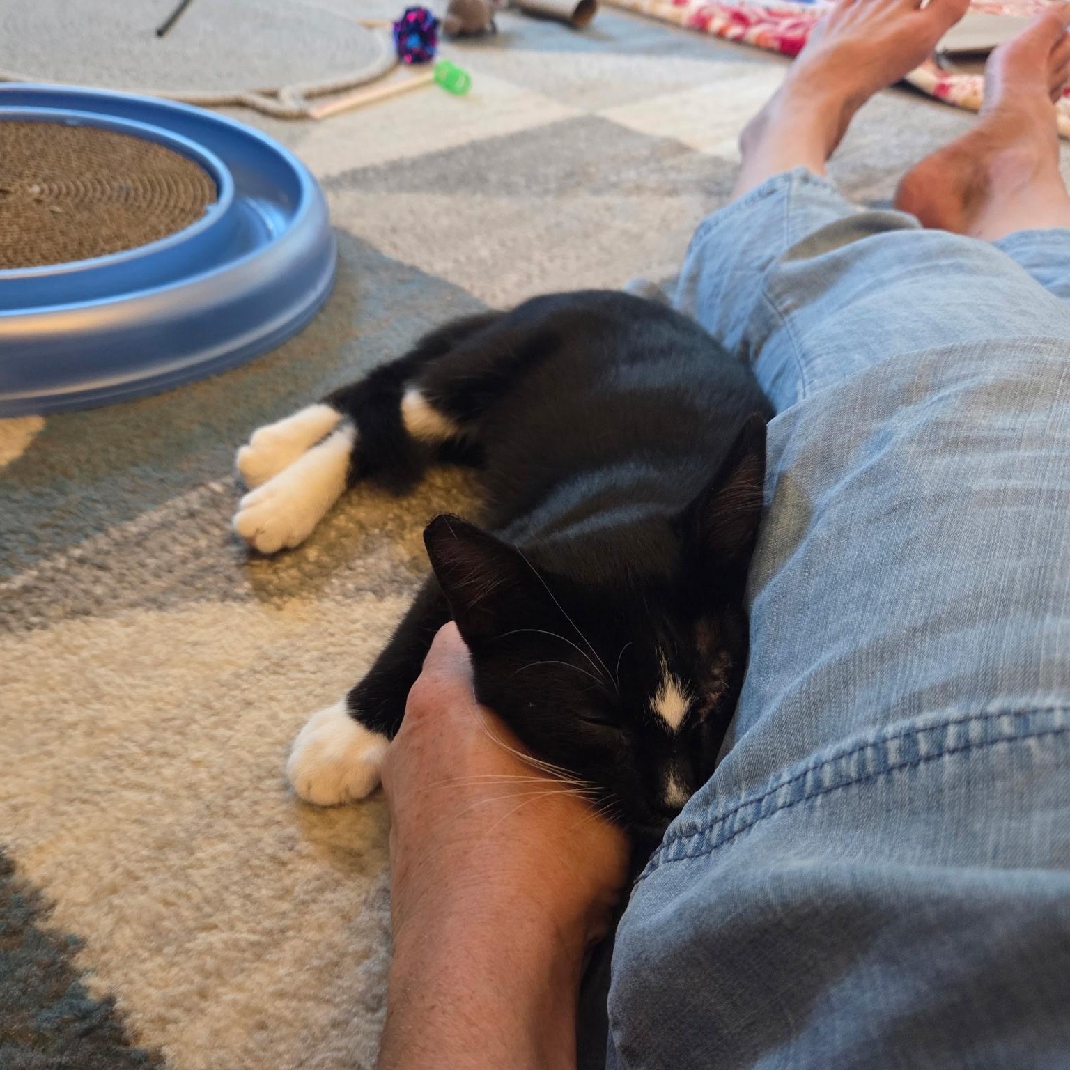 Penny, a Adoptable Domestic Medium Hair in Wilton, CA image 3/6