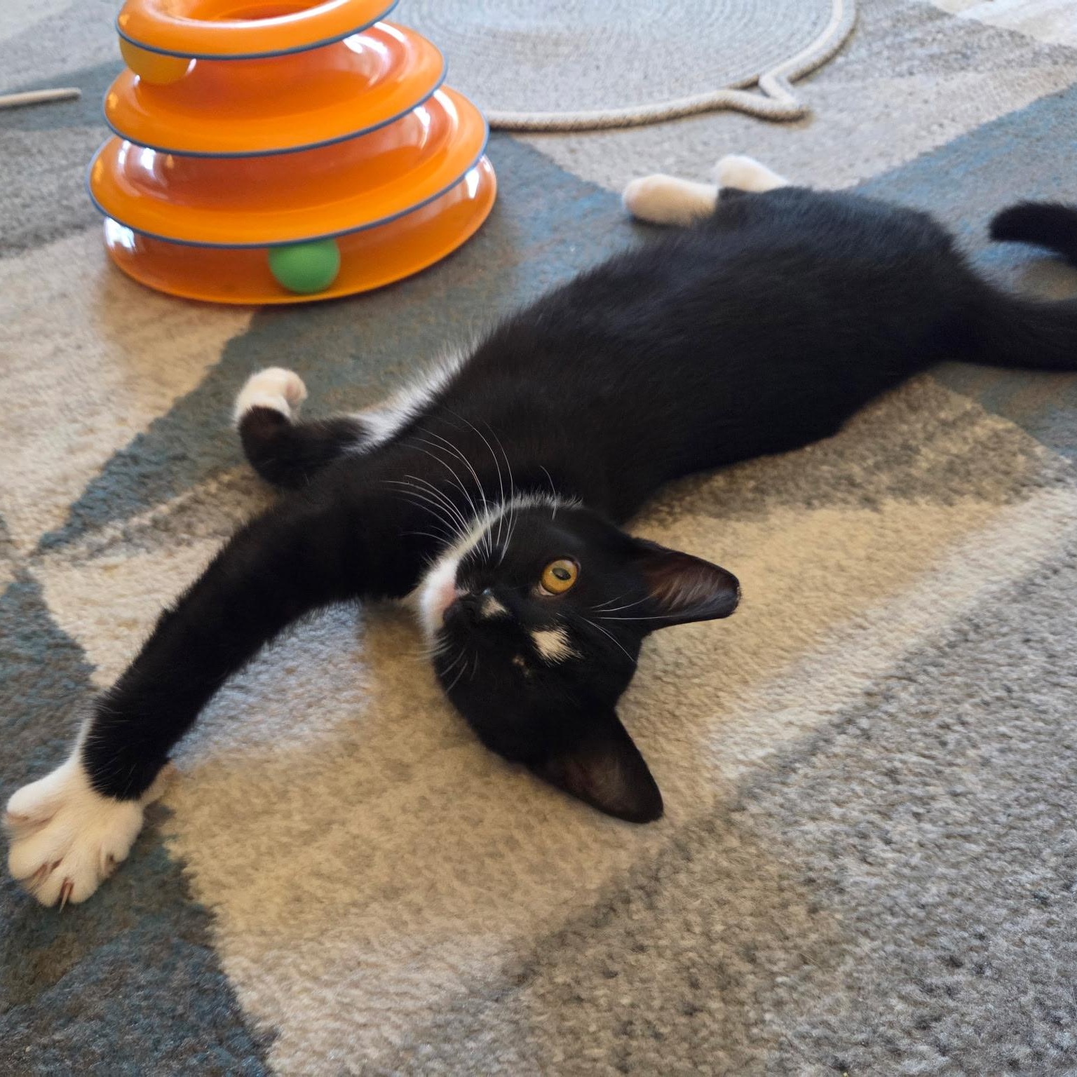 Penny, a Adoptable Domestic Medium Hair in Wilton, CA image 2/6