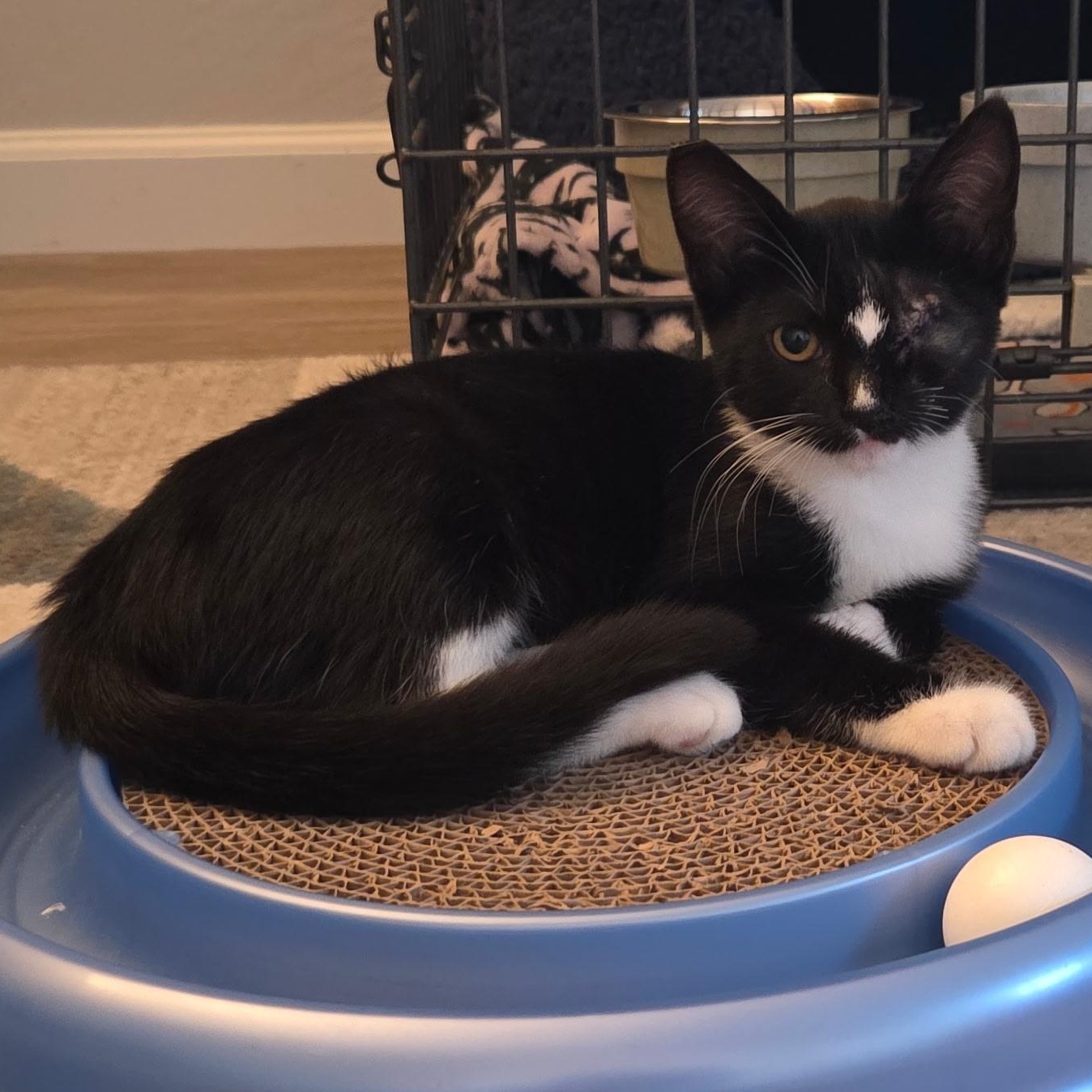 Penny, Adoptable, Kitten Female Domestic Medium Hair.