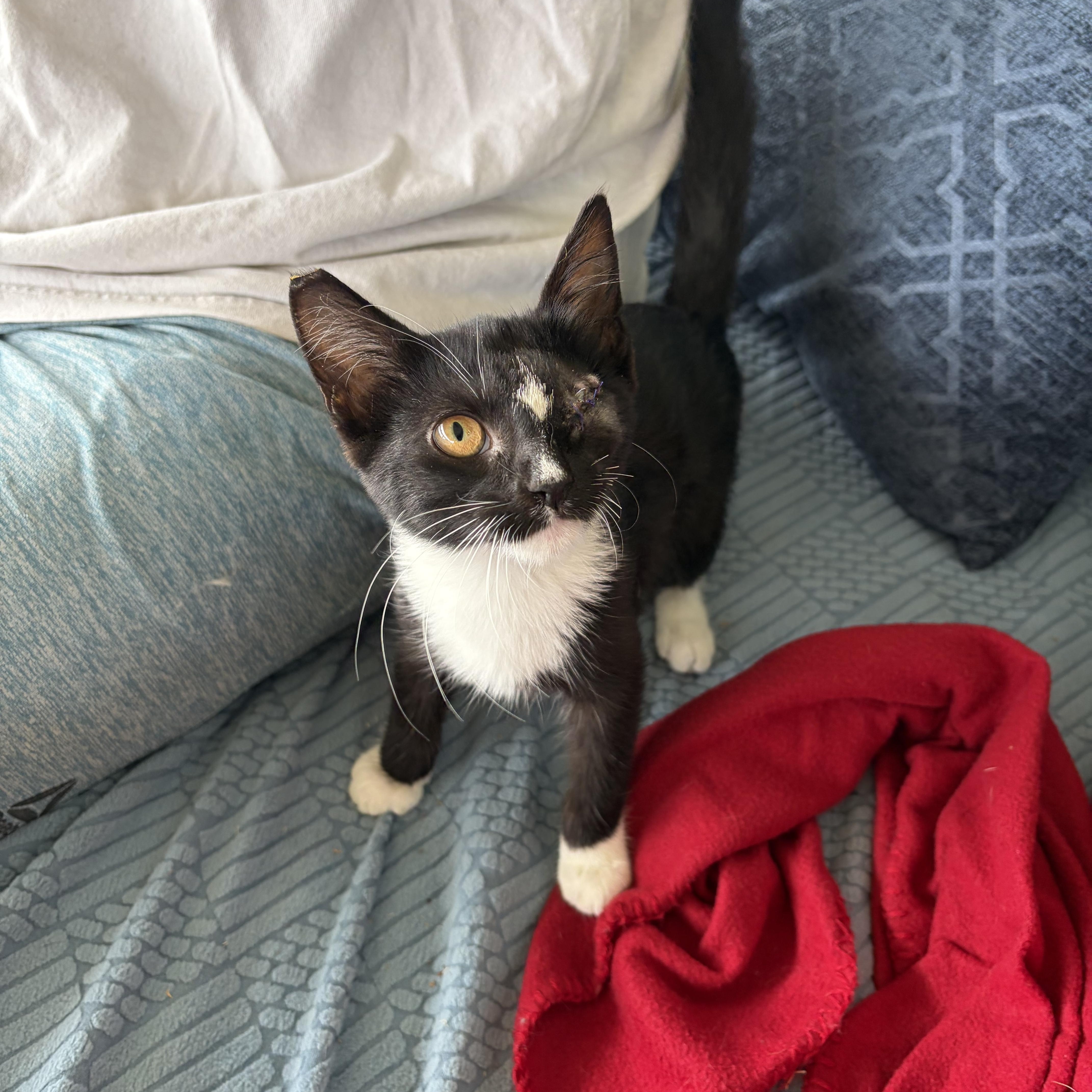 Penny, a Adoptable Domestic Medium Hair in Wilton, CA image 5/6