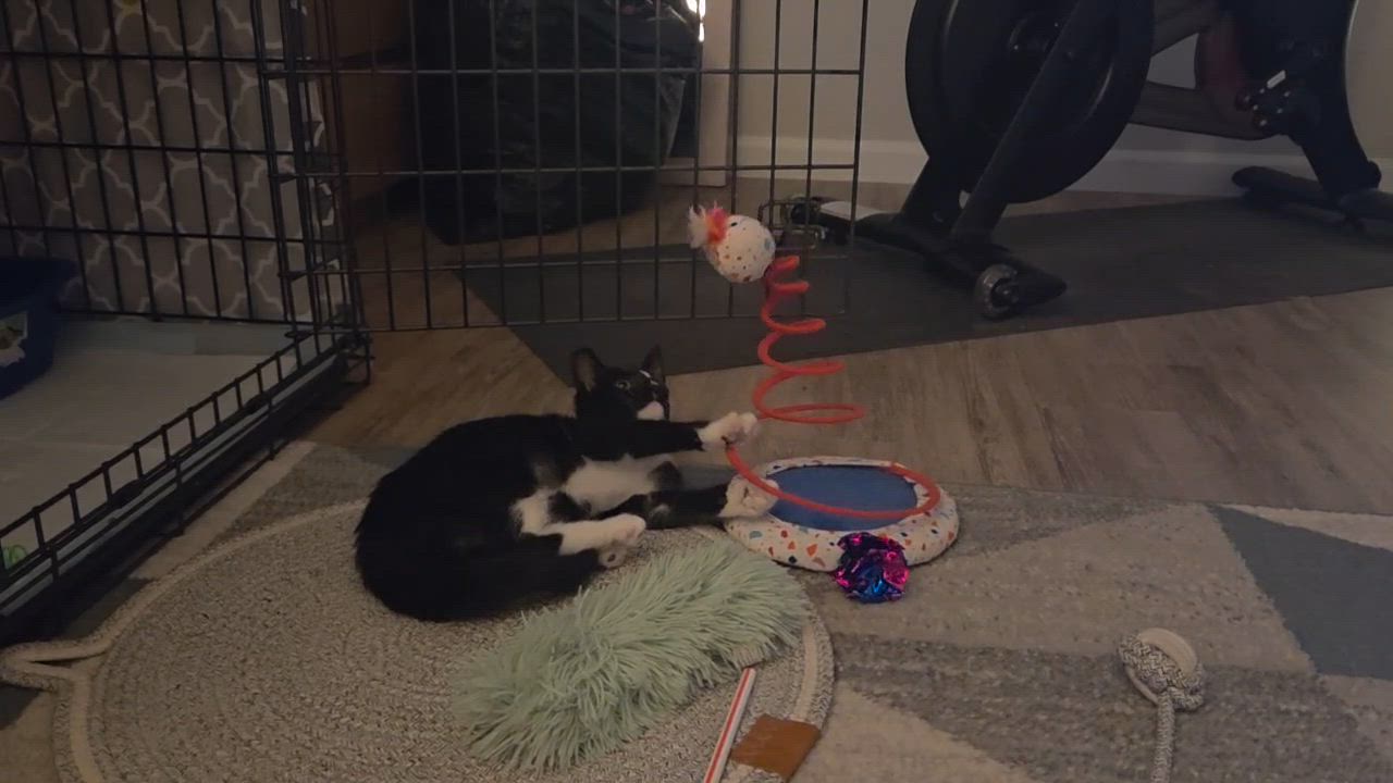 Enlarge Penny, a Adoptable Domestic Medium Hair in Wilton, CA video 6/6