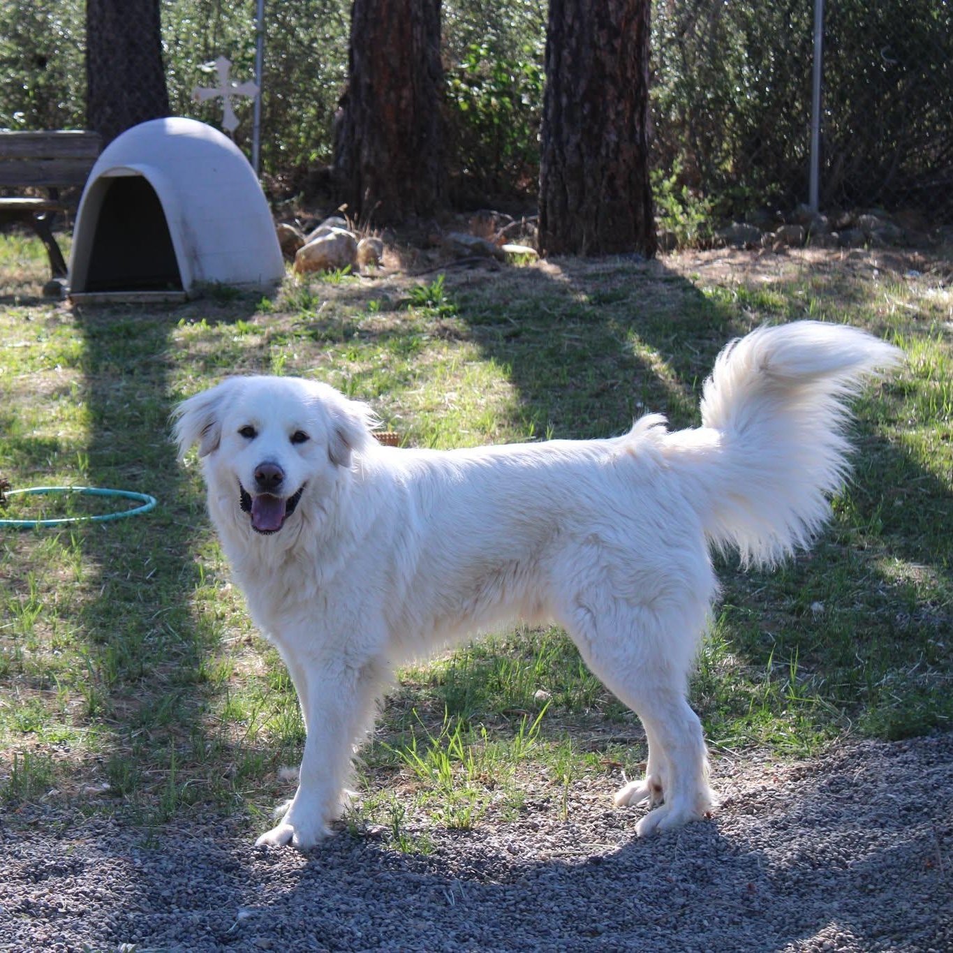 Witty, an adopted mixed breed in Weaverville, CA image 2/4