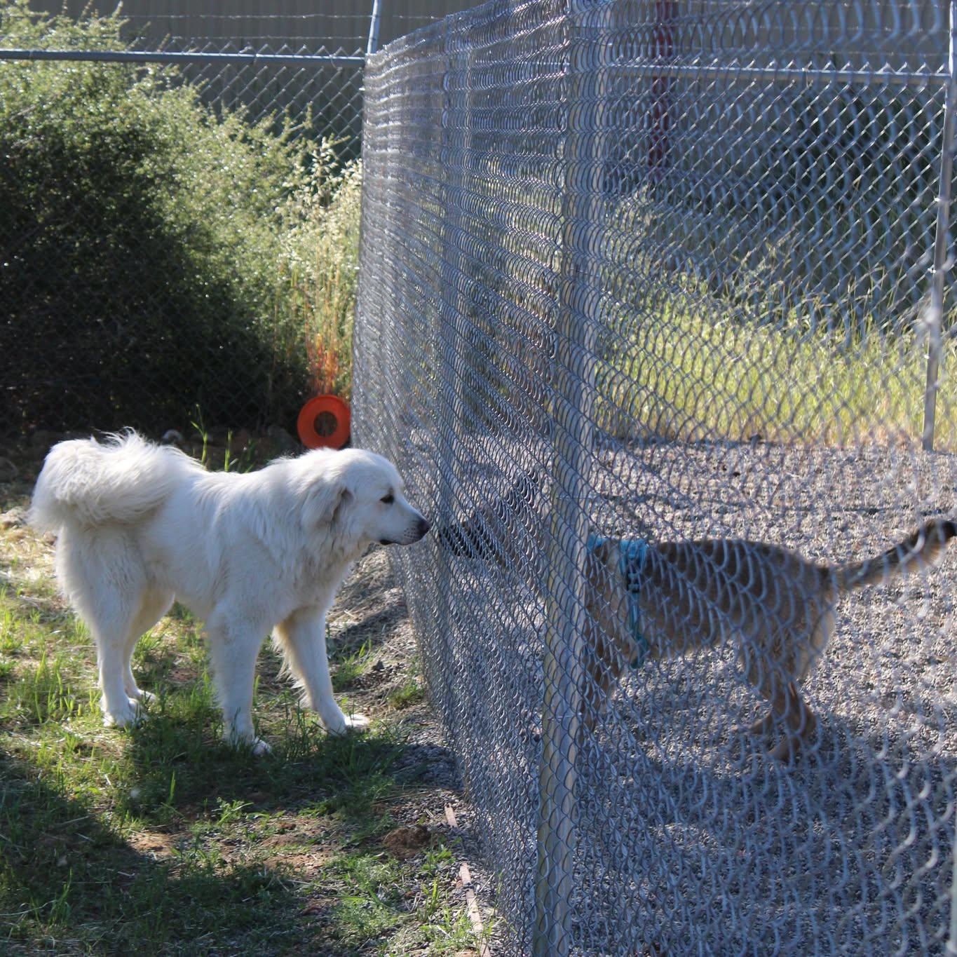 Witty, an adopted mixed breed in Weaverville, CA image 4/4