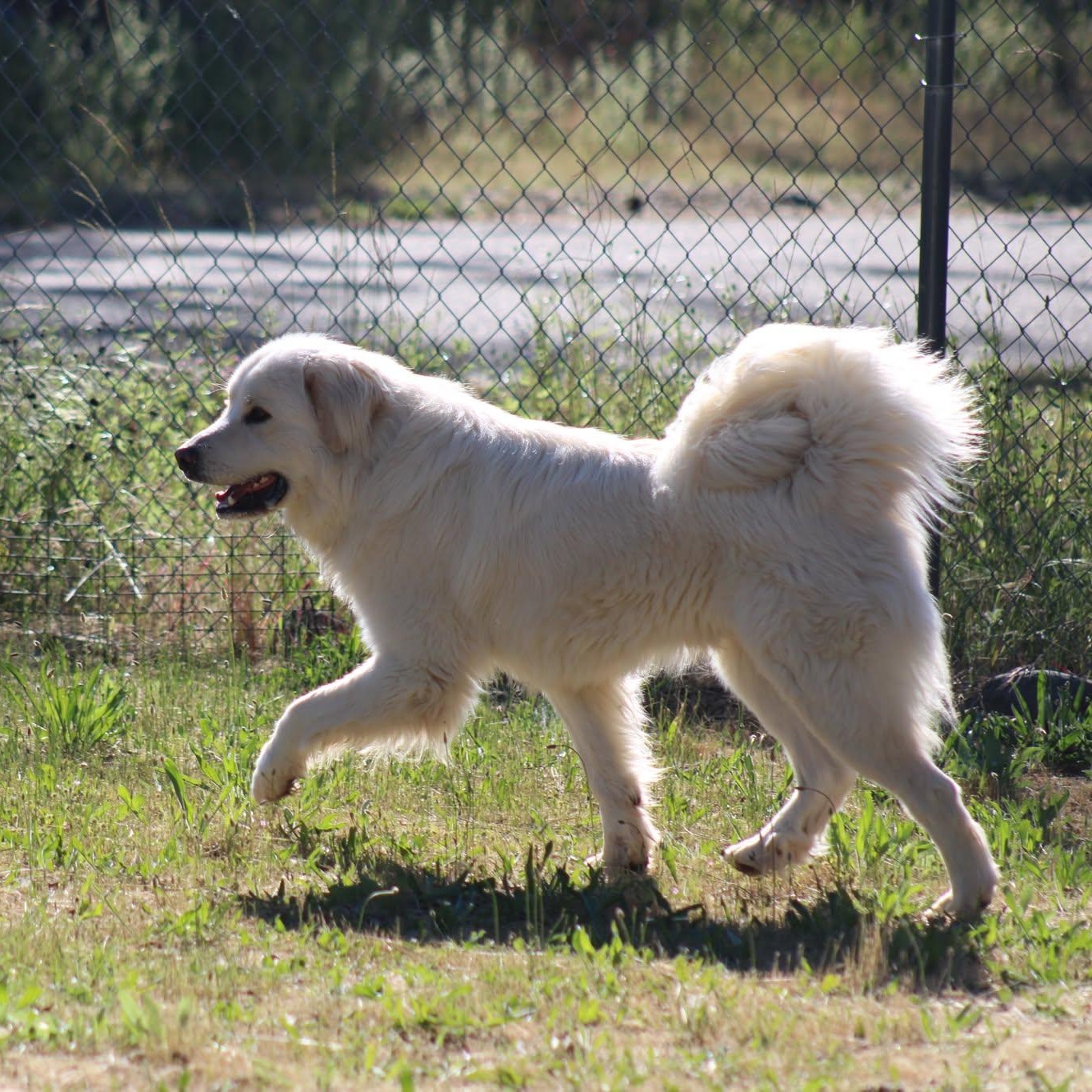 Witty, an adopted mixed breed in Weaverville, CA image 3/4
