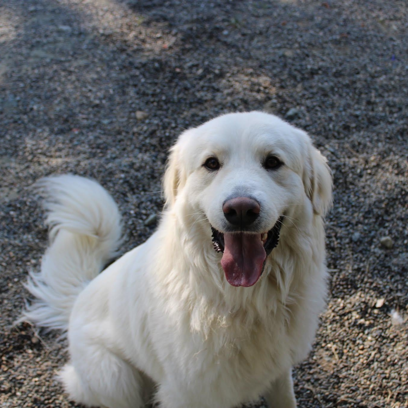 Witty, adopted, Adult Male Great Pyrenees.