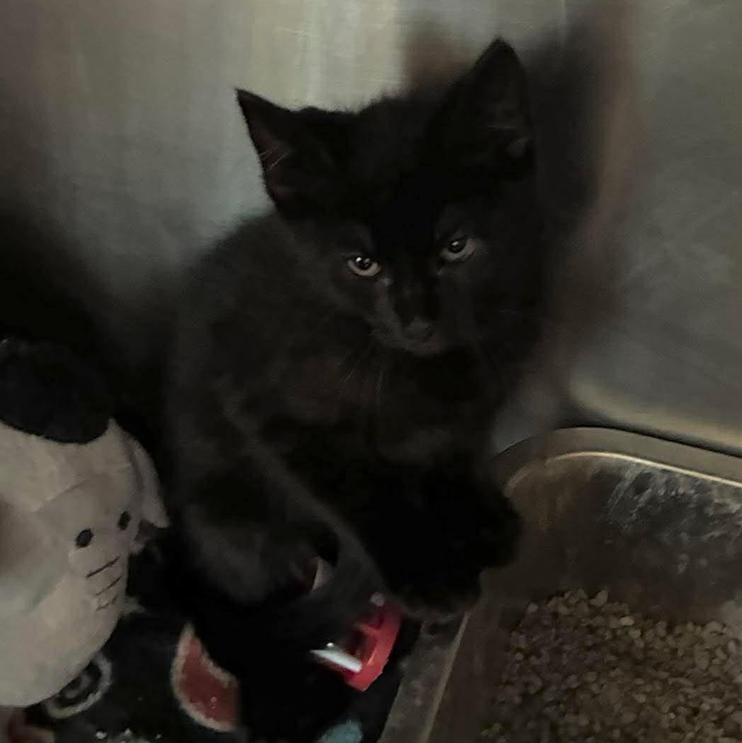 Sweets, a Adoptable mixed breed in Petersburg, IL image 5/5
