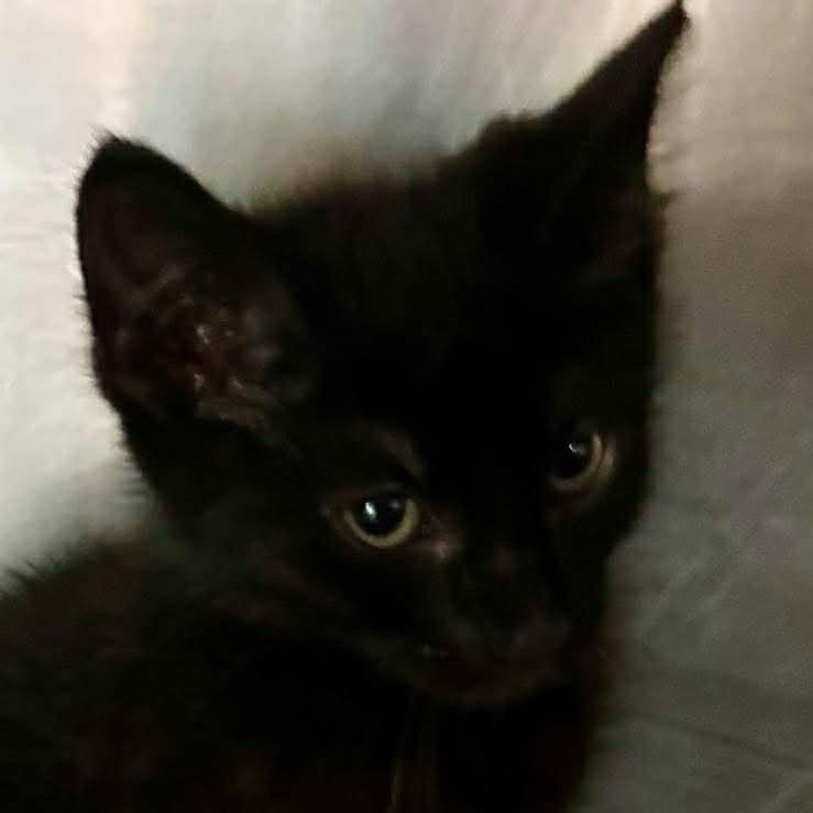 Sweets, Adoptable, Kitten Male Domestic Short Hair.