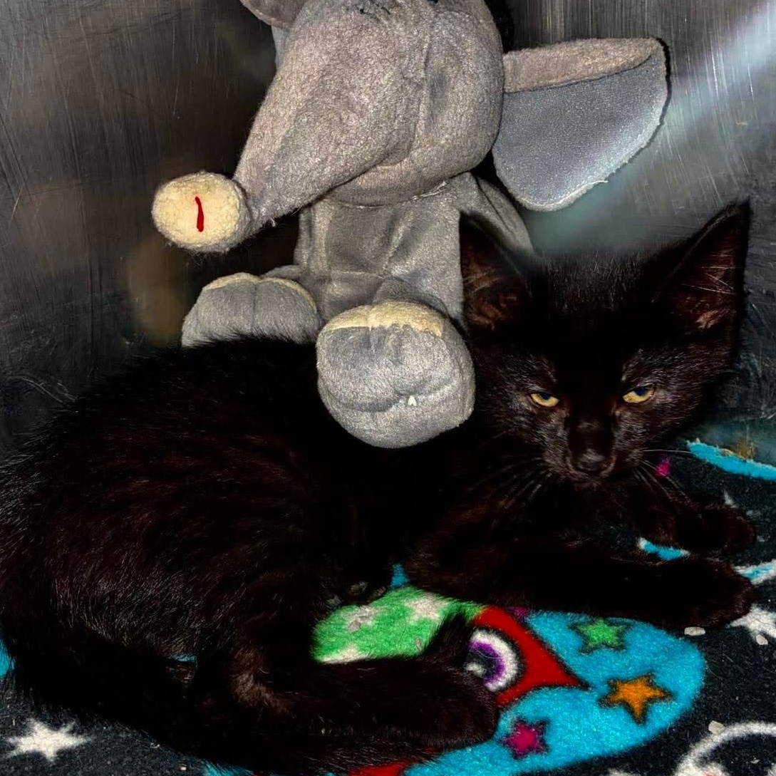 Sweets, a Adoptable mixed breed in Petersburg, IL image 2/5