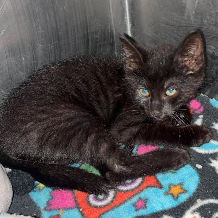 Sweets, a Adoptable mixed breed in Petersburg, IL image 3/5