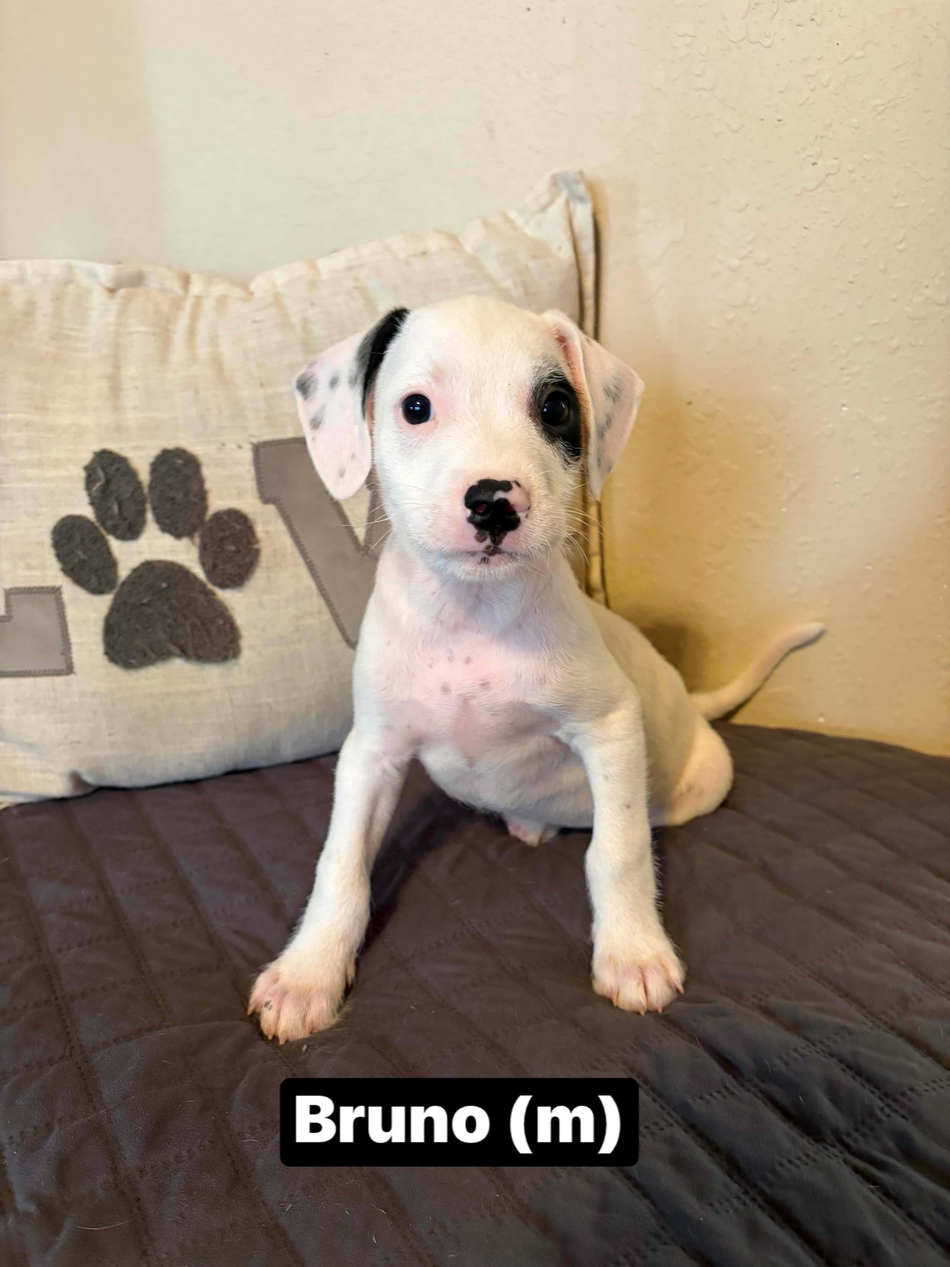 Bruno, ADOPTABLE, Puppy Male Boxer & Terrier.