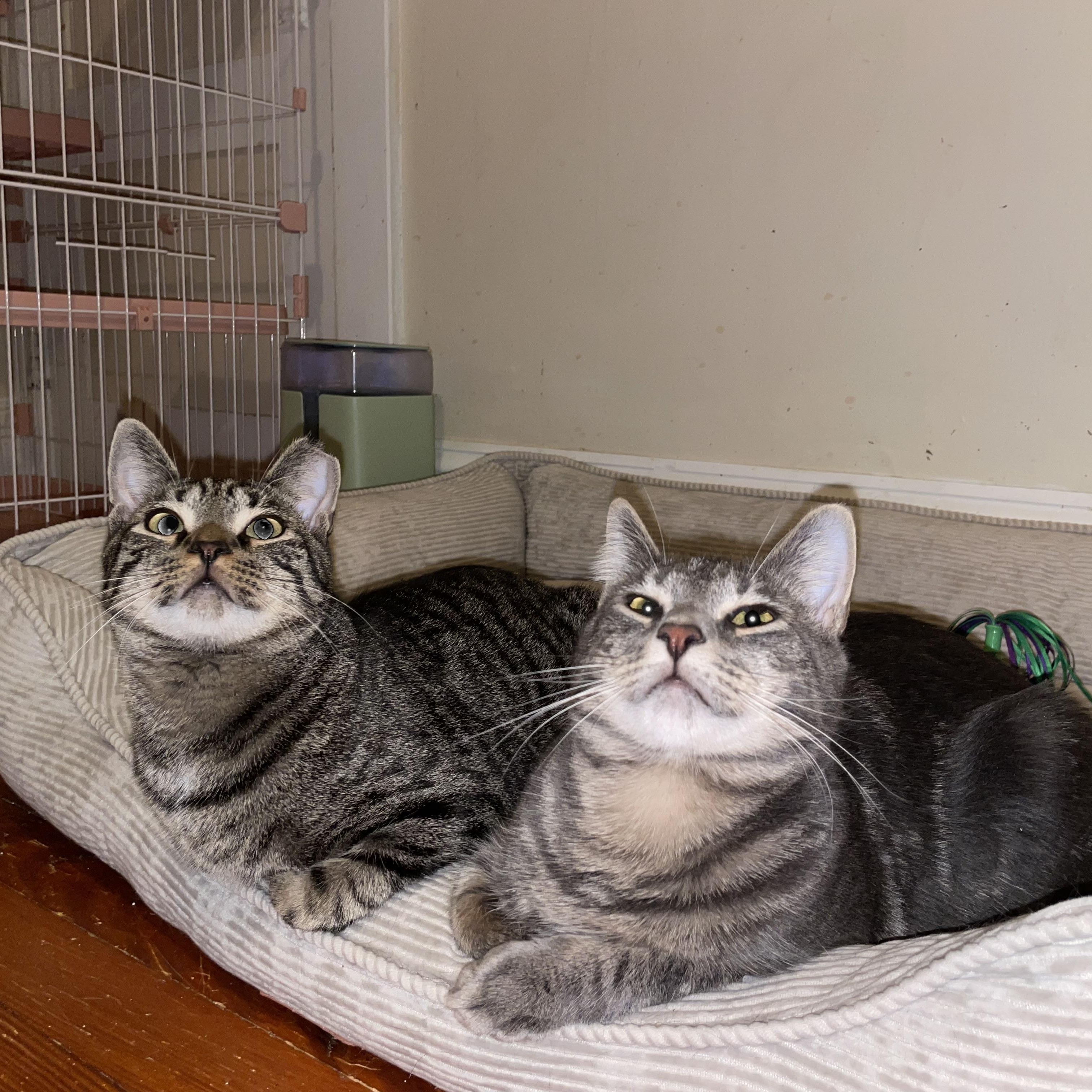 Enlarge Bonded Brothers- Howl & Mitch , a Adoptable American Shorthair in Staten Island, NY image 1/6
