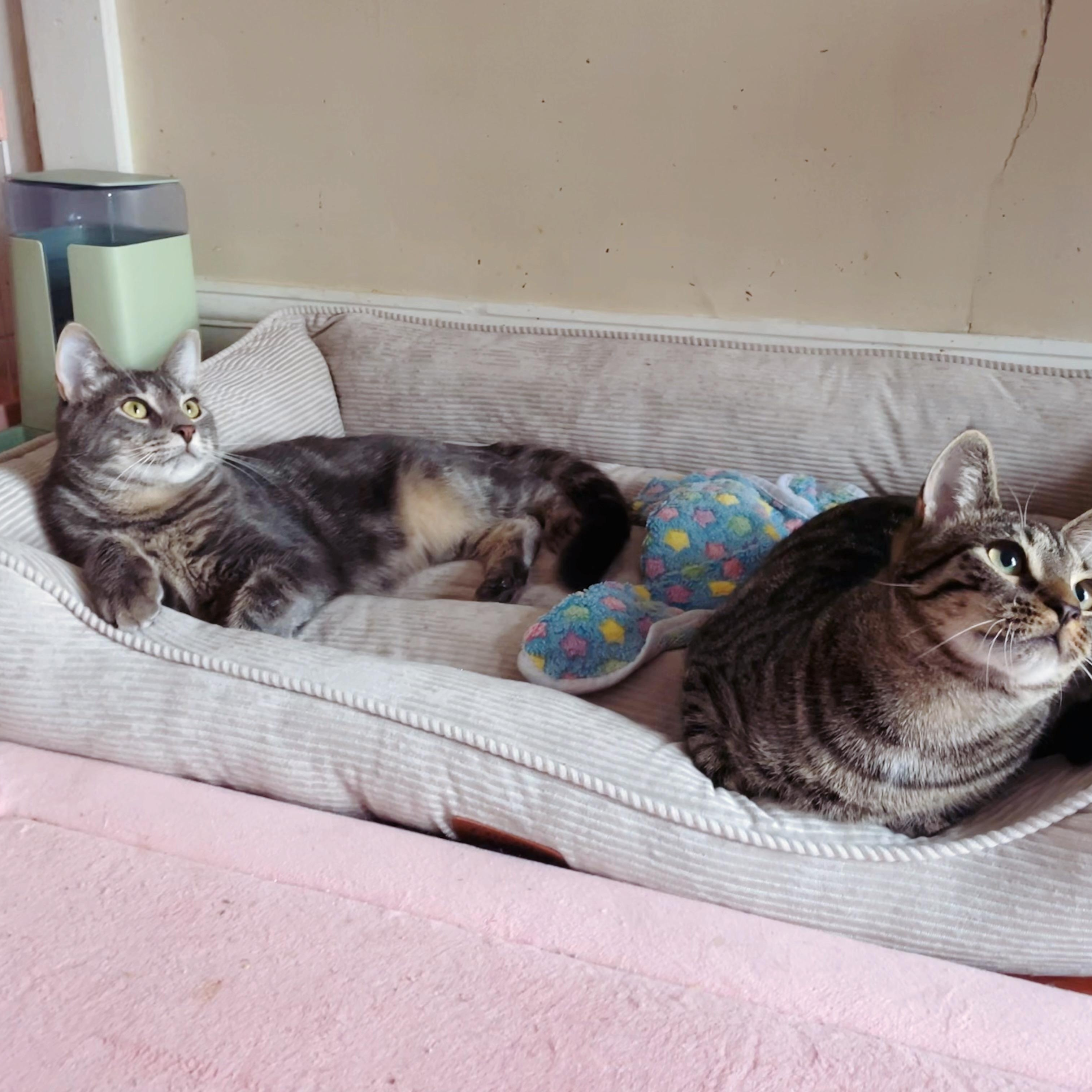 Enlarge Bonded Brothers- Howl & Mitch , a Adoptable American Shorthair in Staten Island, NY image 2/6