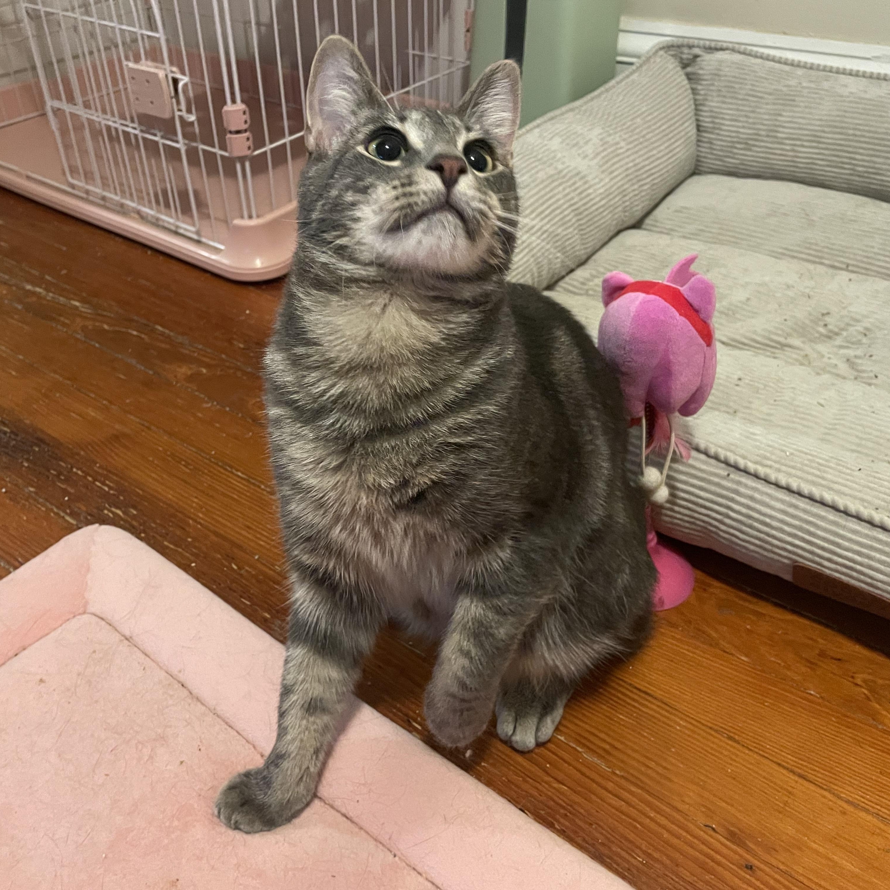 Enlarge Bonded Brothers- Howl & Mitch , a Adoptable American Shorthair in Staten Island, NY image 3/6