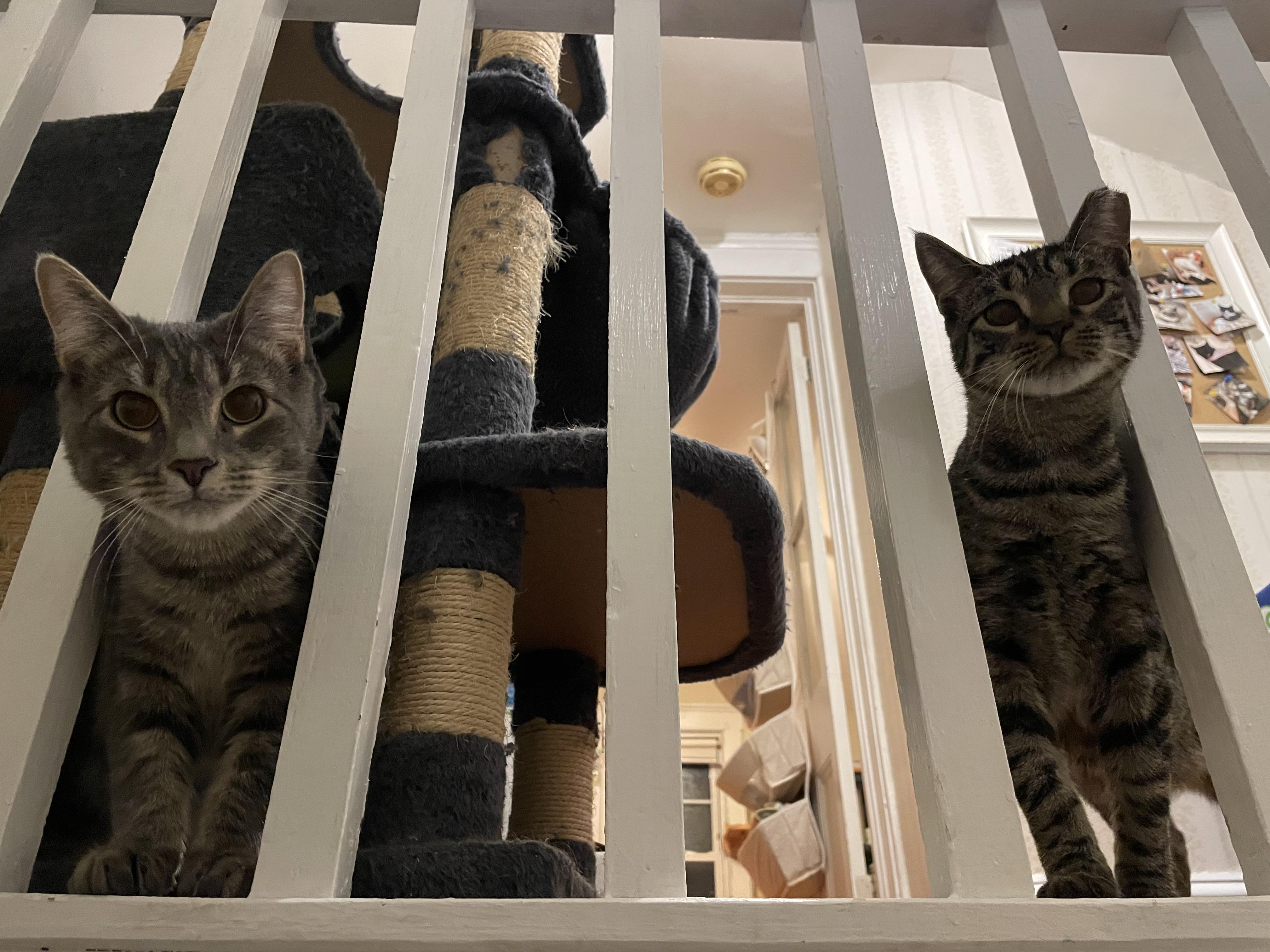 Enlarge Bonded Brothers- Howl & Mitch , a Adoptable American Shorthair in Staten Island, NY image 5/6