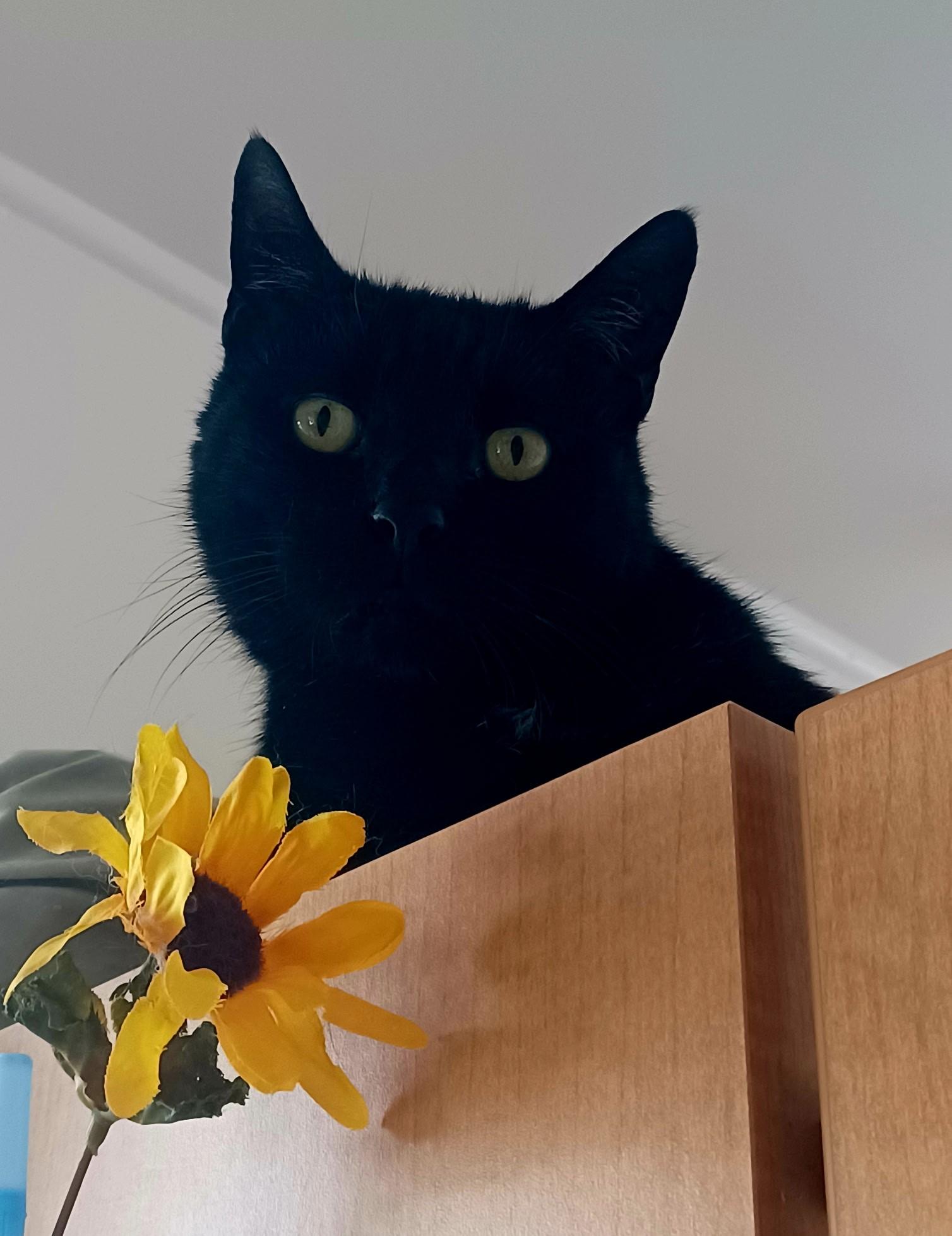 Elvis, a ADOPTABLE Domestic Short Hair in Floyd, VA image 1/5