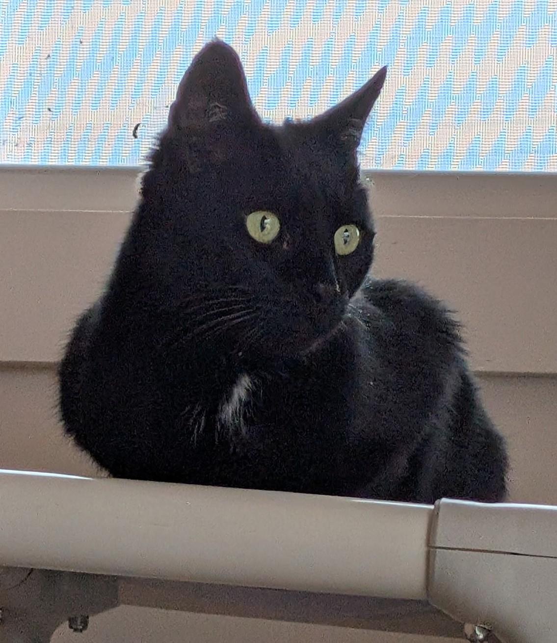 Elvis, a ADOPTABLE Domestic Short Hair in Floyd, VA image 2/2