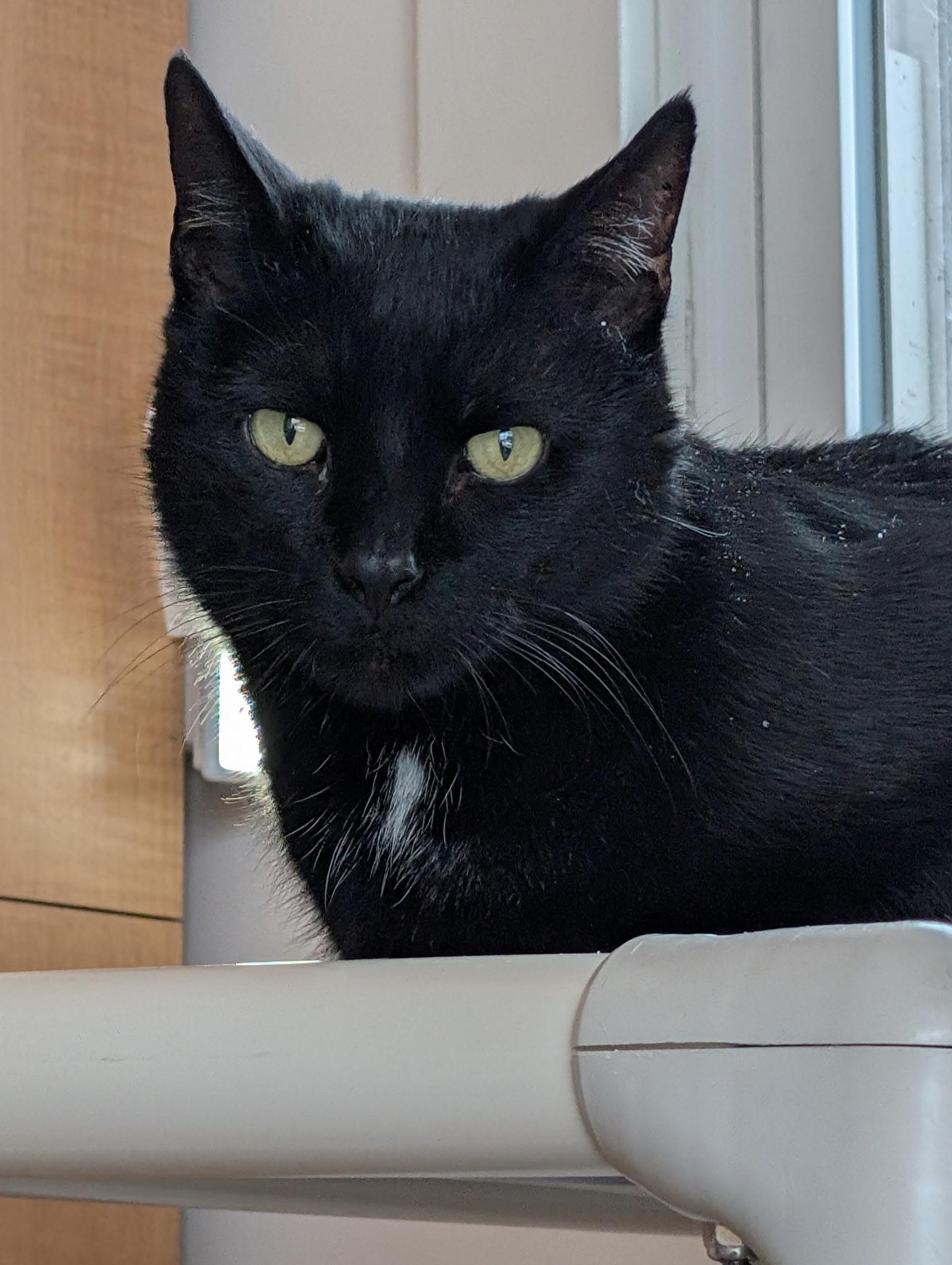 Elvis, ADOPTABLE, Adult Male Domestic Short Hair.