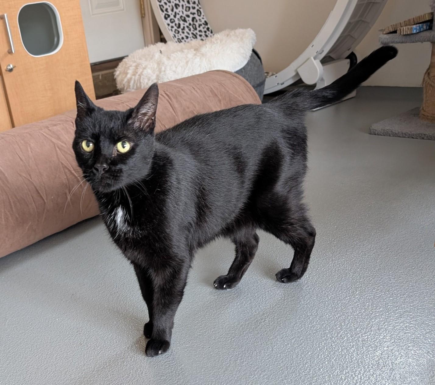 Enlarge Elvis, a ADOPTABLE Domestic Short Hair in Floyd, VA image 1/4