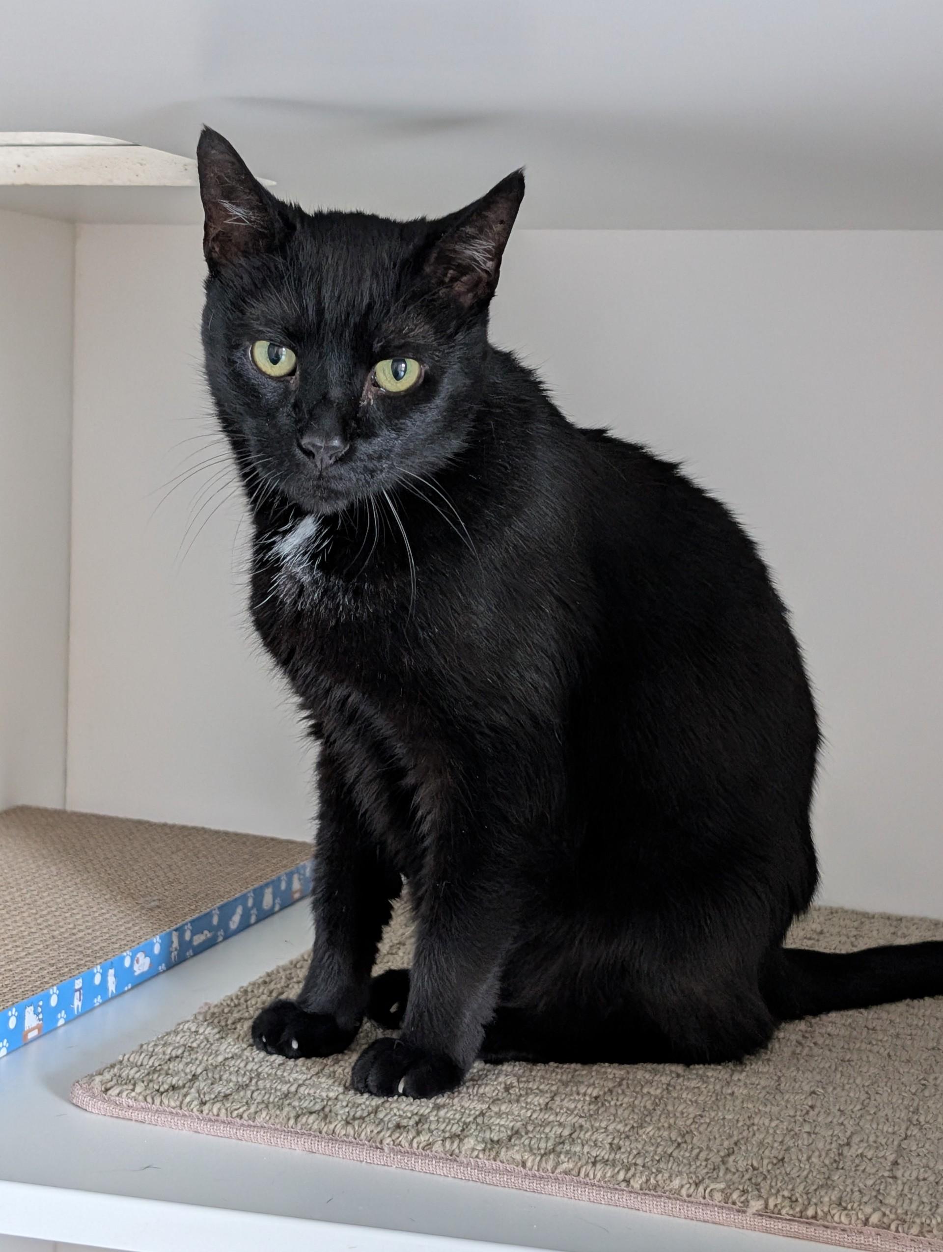 Enlarge Elvis, a ADOPTABLE Domestic Short Hair in Floyd, VA image 4/4